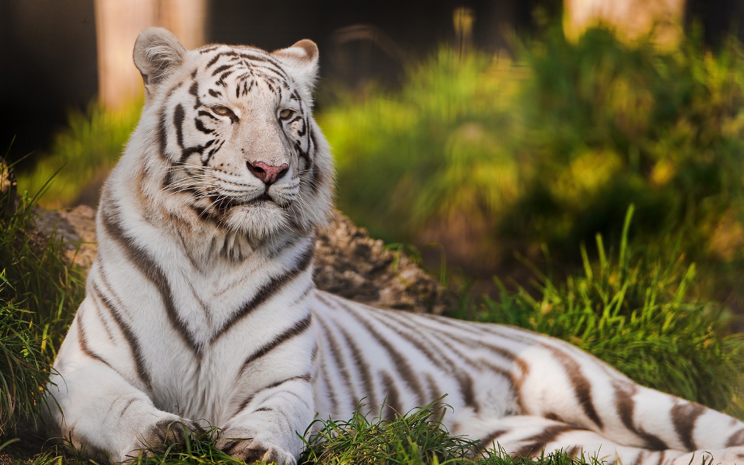 Tigre bianca, Erba, Natura, Felino, 2560x1600, sfondo MacBook Pro