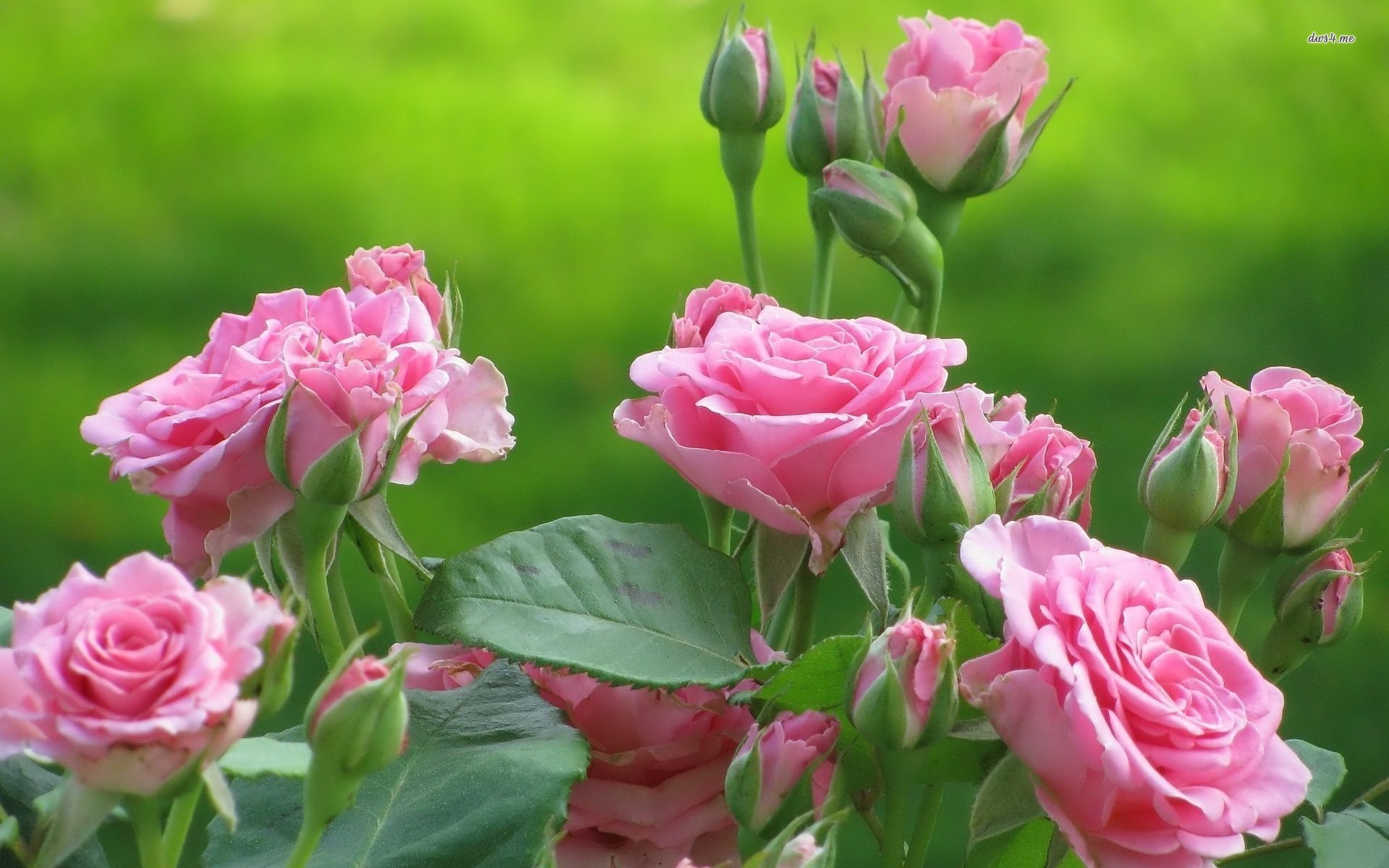 Rose rosa, Giardino, Boccioli, 1920x1200, sfondo MacBook Pro
