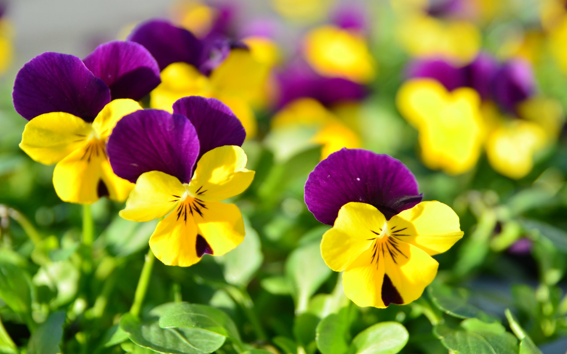 Viole del pensiero, Giallo, Viola, Giardino, Primo piano, 16:10 Full HD, sfondo widescreen