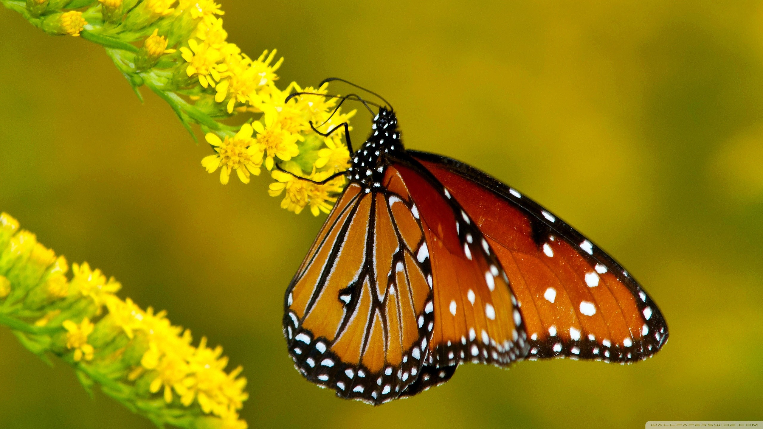 Danaus chrysippus, Farfalla, Fiori gialli, Macro, 16:9 2K, sfondo widescreen