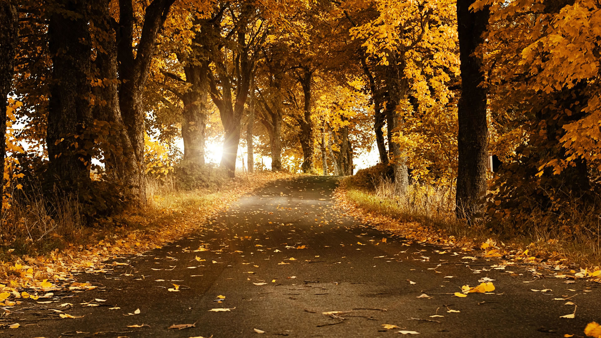 Viale alberato, Foglie gialle, Autunno, Luce del sole, Full HD, sfondo desktop