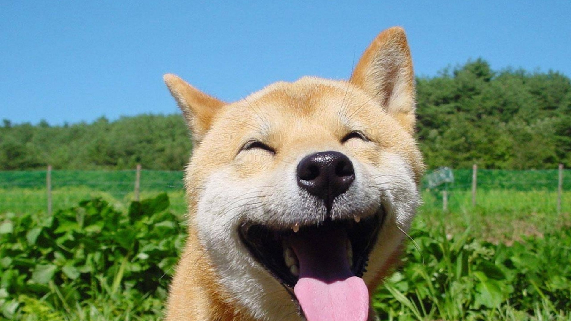 Shiba Inu, Sorriso, Prato verde, Full HD, sfondo per portatile
