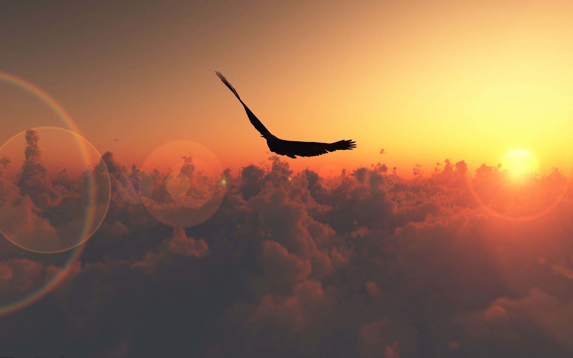 Aquila, Tramonto, Sopra le nuvole, Silhouette, 16:10 Full HD, sfondo widescreen