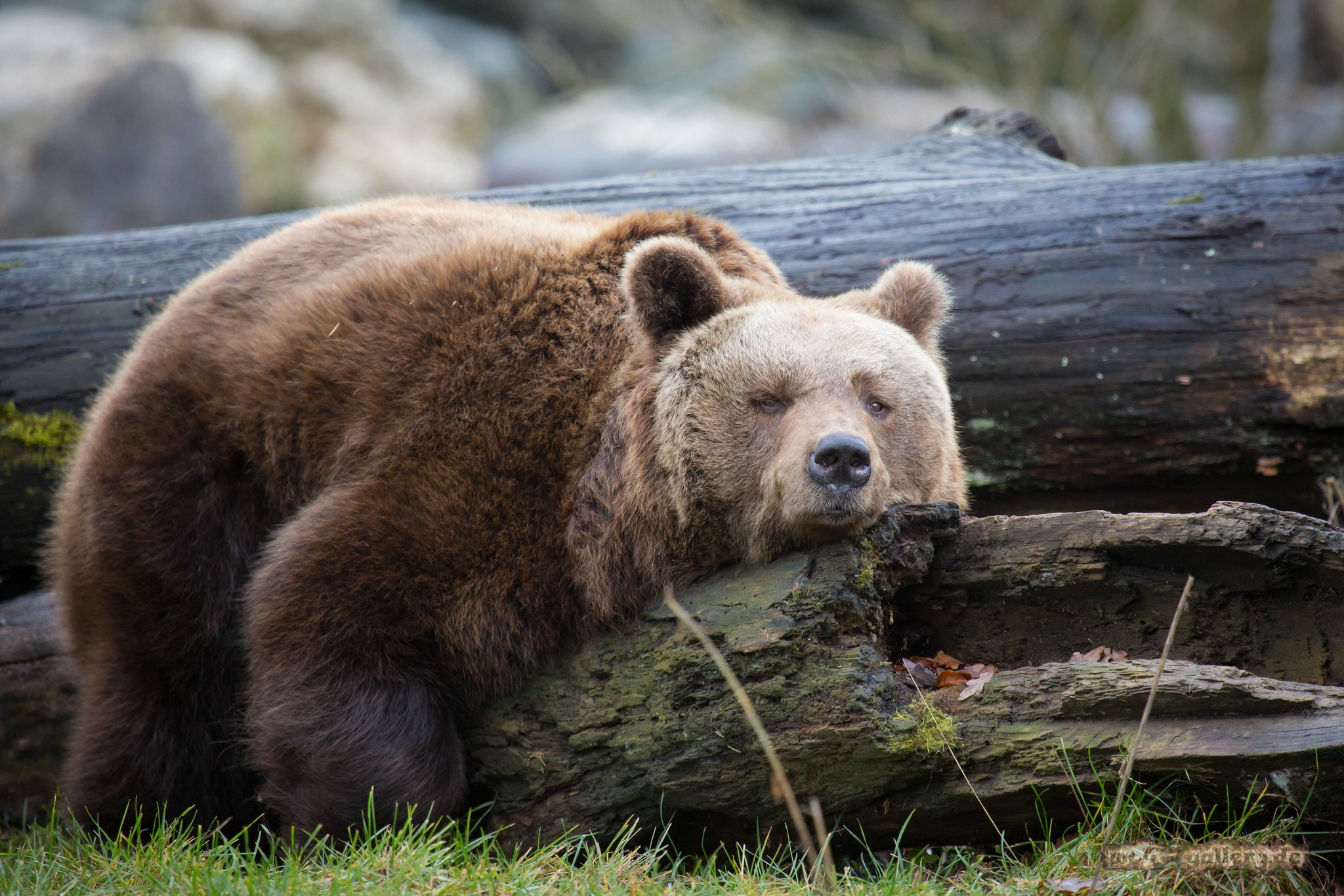 Orso bruno, Tronco, Riposo, Sonno, Full HD, sfondo per PC e portatile