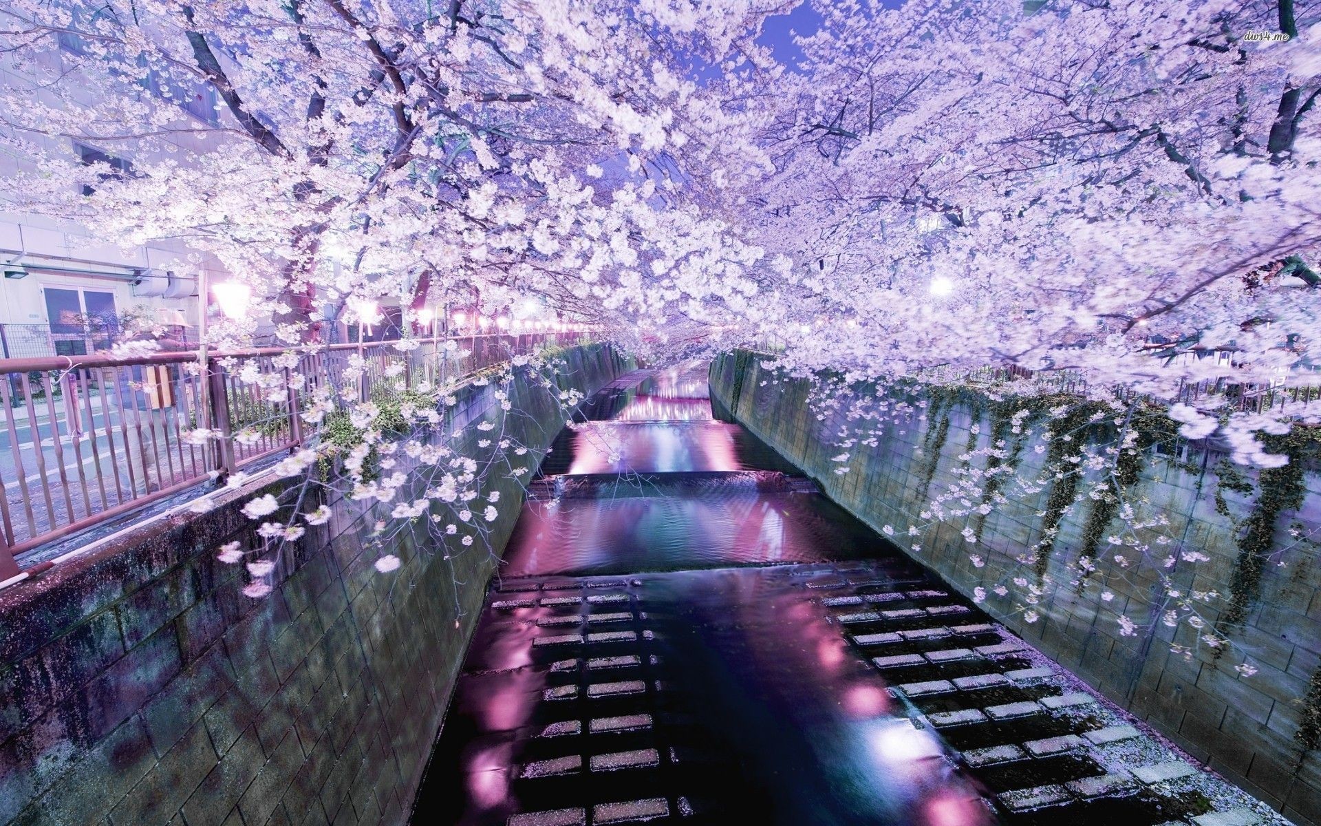 Fiume Meguro, Tokyo, Ciliegi in fiore, Canale, 1920x1200, wallpaper desktop