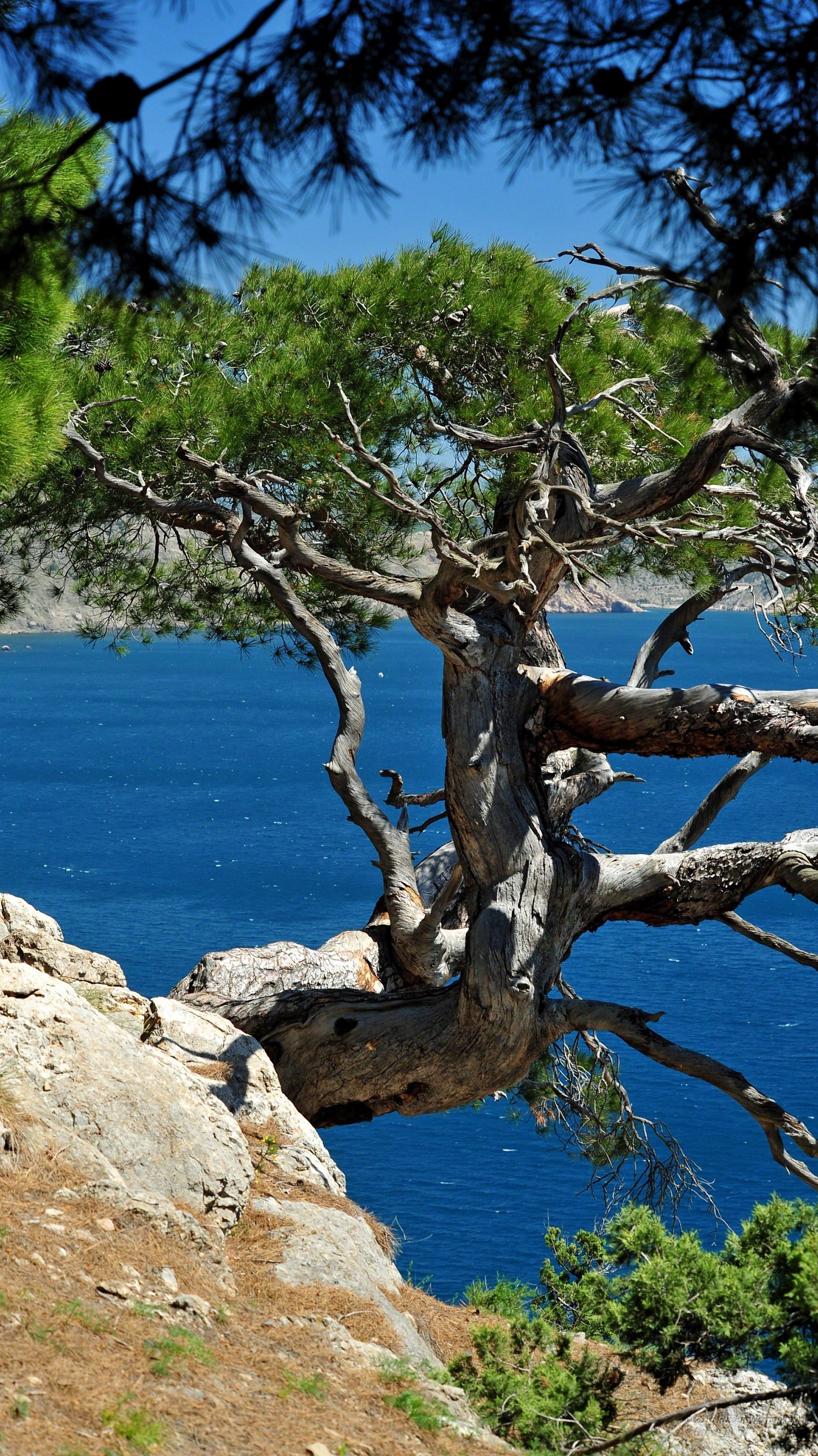 Albero, Scogliera, Mare, Pino, sfondo per iPhone e Android
