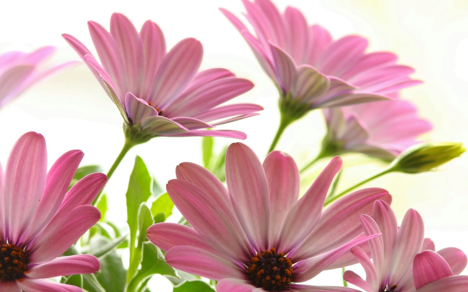 Margherite rosa, Osteospermum, Sfondo bianco, Primo piano, Fiori, wallpaper Windows 11