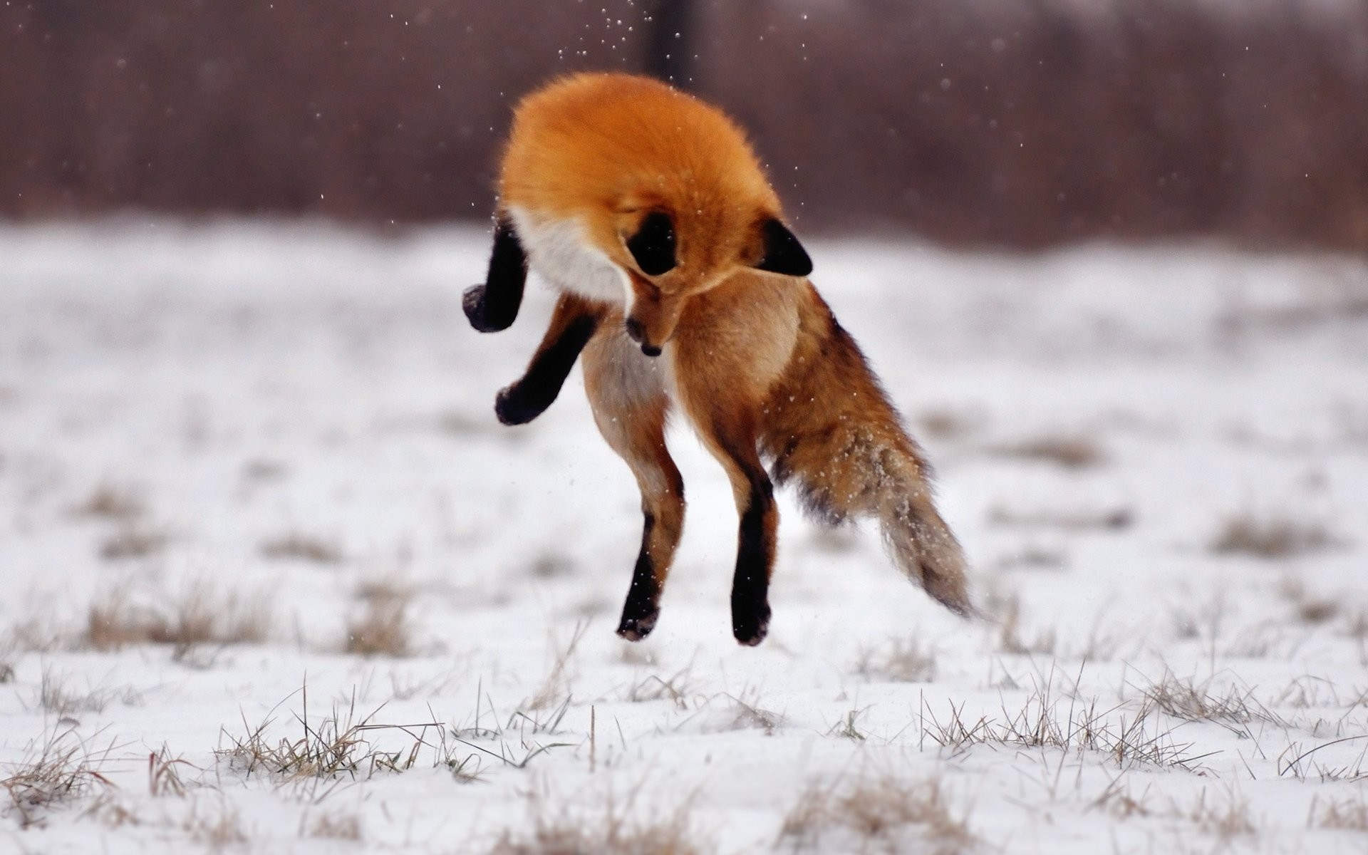 Volpe rossa, Salto, Neve, Caccia, 16:10 Full HD, sfondo widescreen