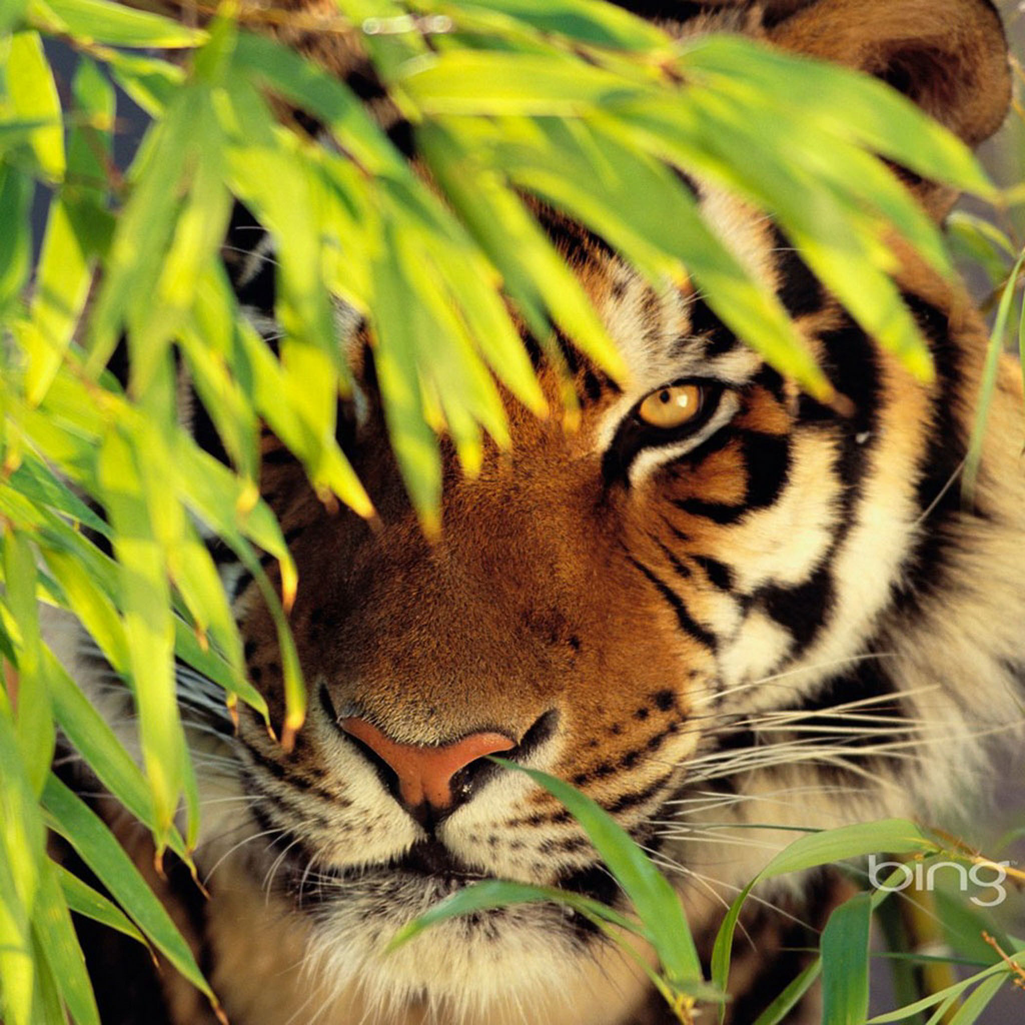 Tigre, Bambù, Felino, sfondo per iPad e tablet