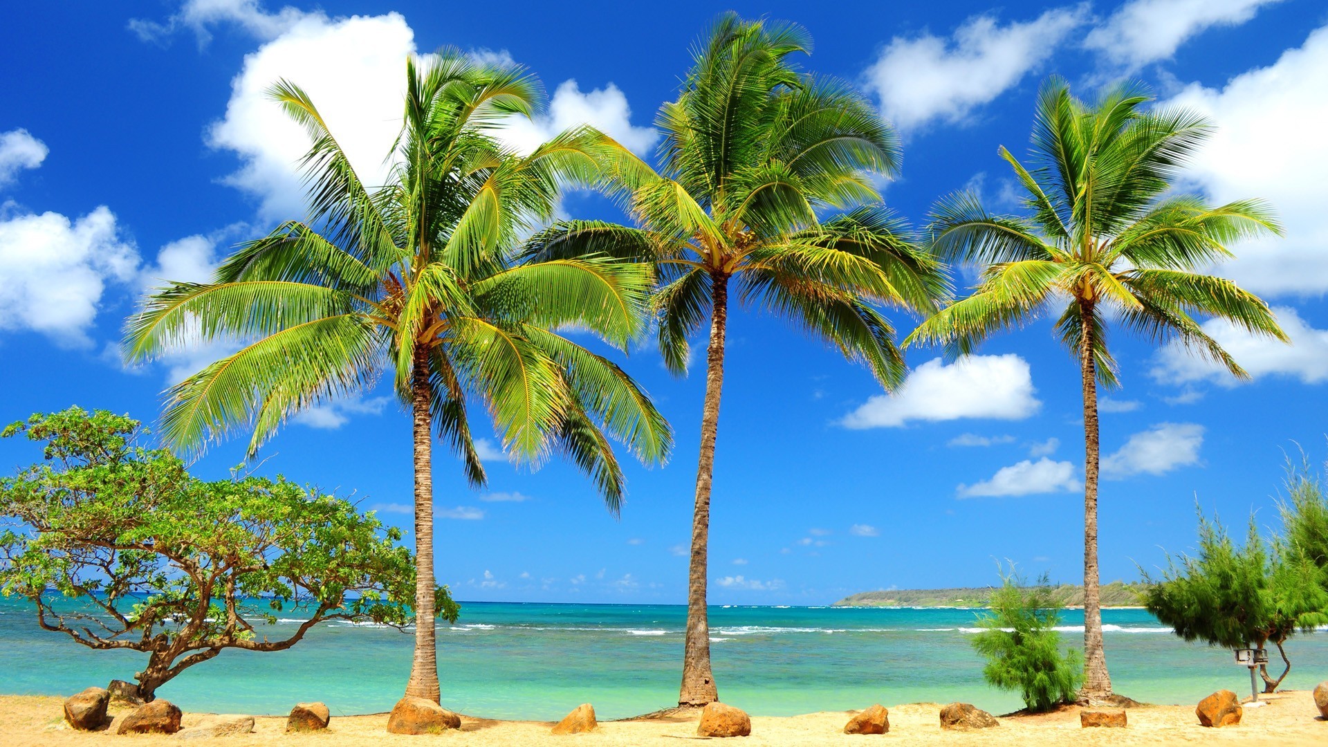 Hawaii, Palme, Spiaggia, Cielo azzurro, 1920x1080, immagine di sfondo