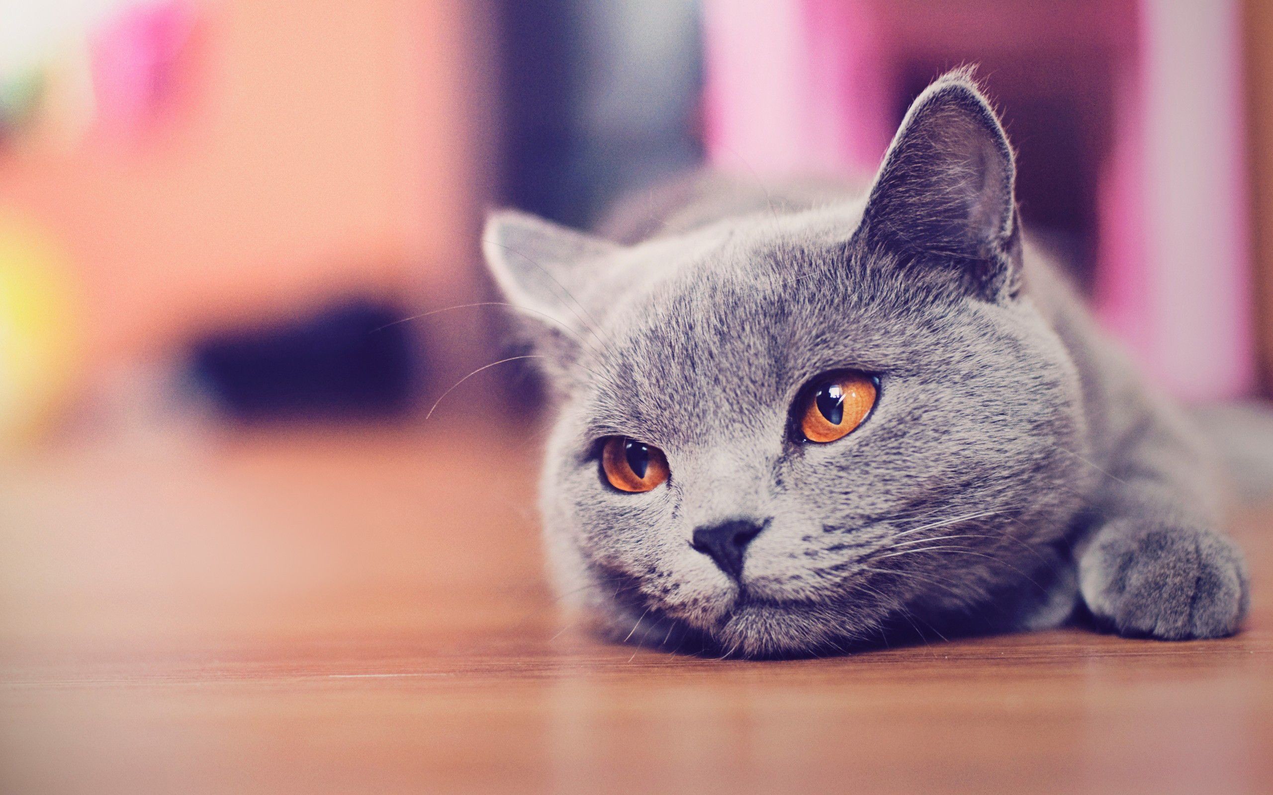 Certosino, Gatto grigio, Occhi arancioni, Sfocato, 2K, sfondo per computer