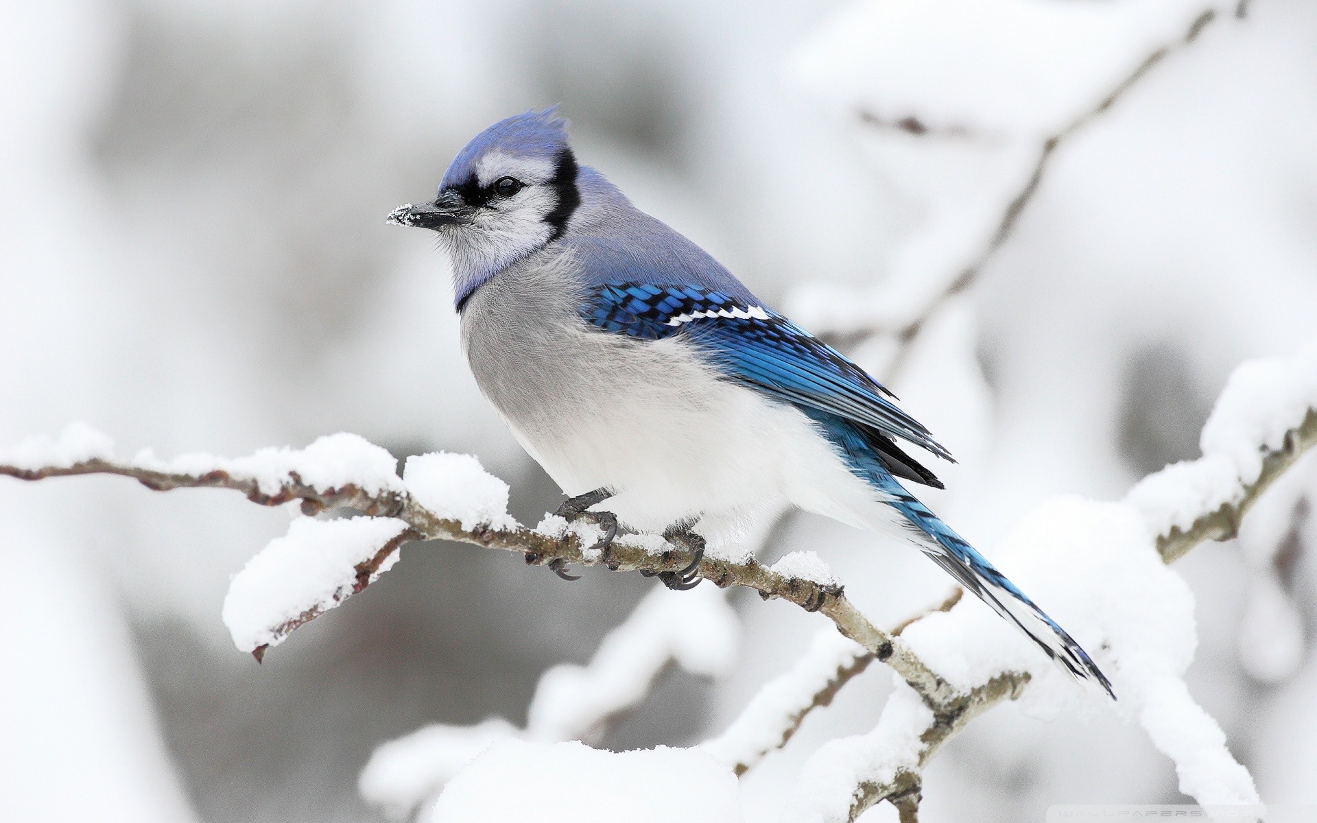 Ghiandaia azzurra, Uccello, Ramo innevato, Full HD, sfondo desktop