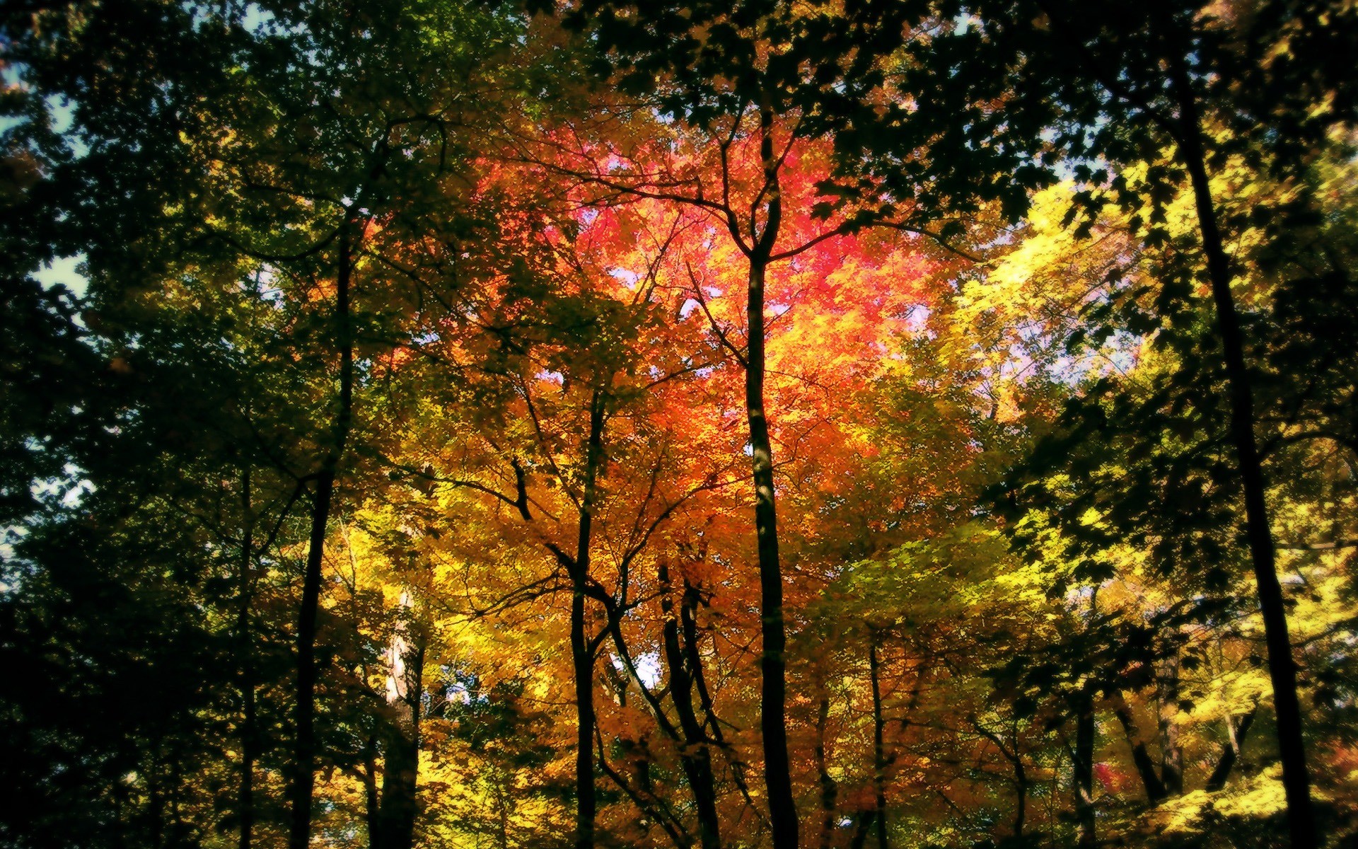 Foglie autunnali, Bosco, Arancione, Controluce, 1920x1200, wallpaper desktop