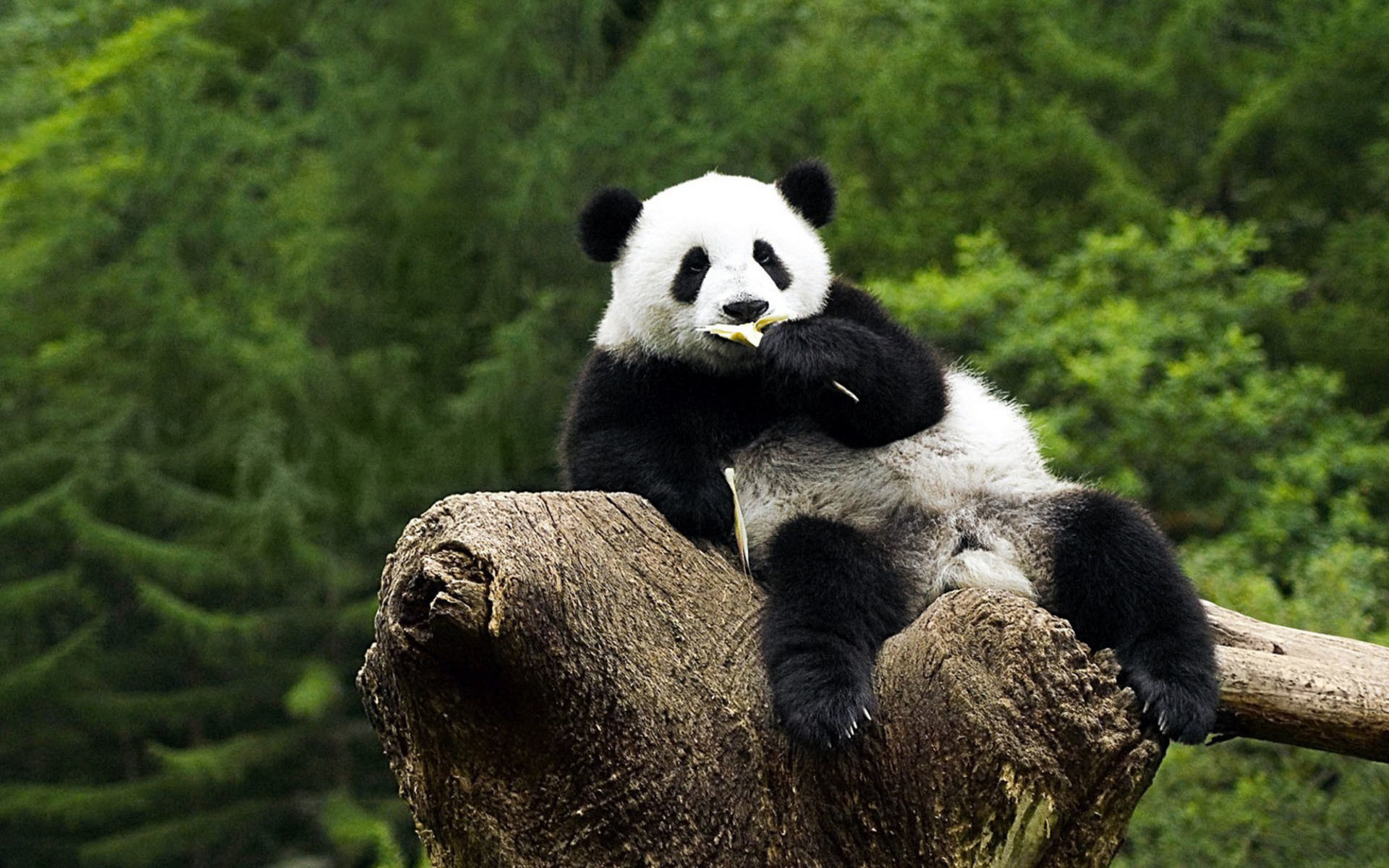 Panda gigante, Ceppo, Foresta, 1920x1200, sfondo per PC