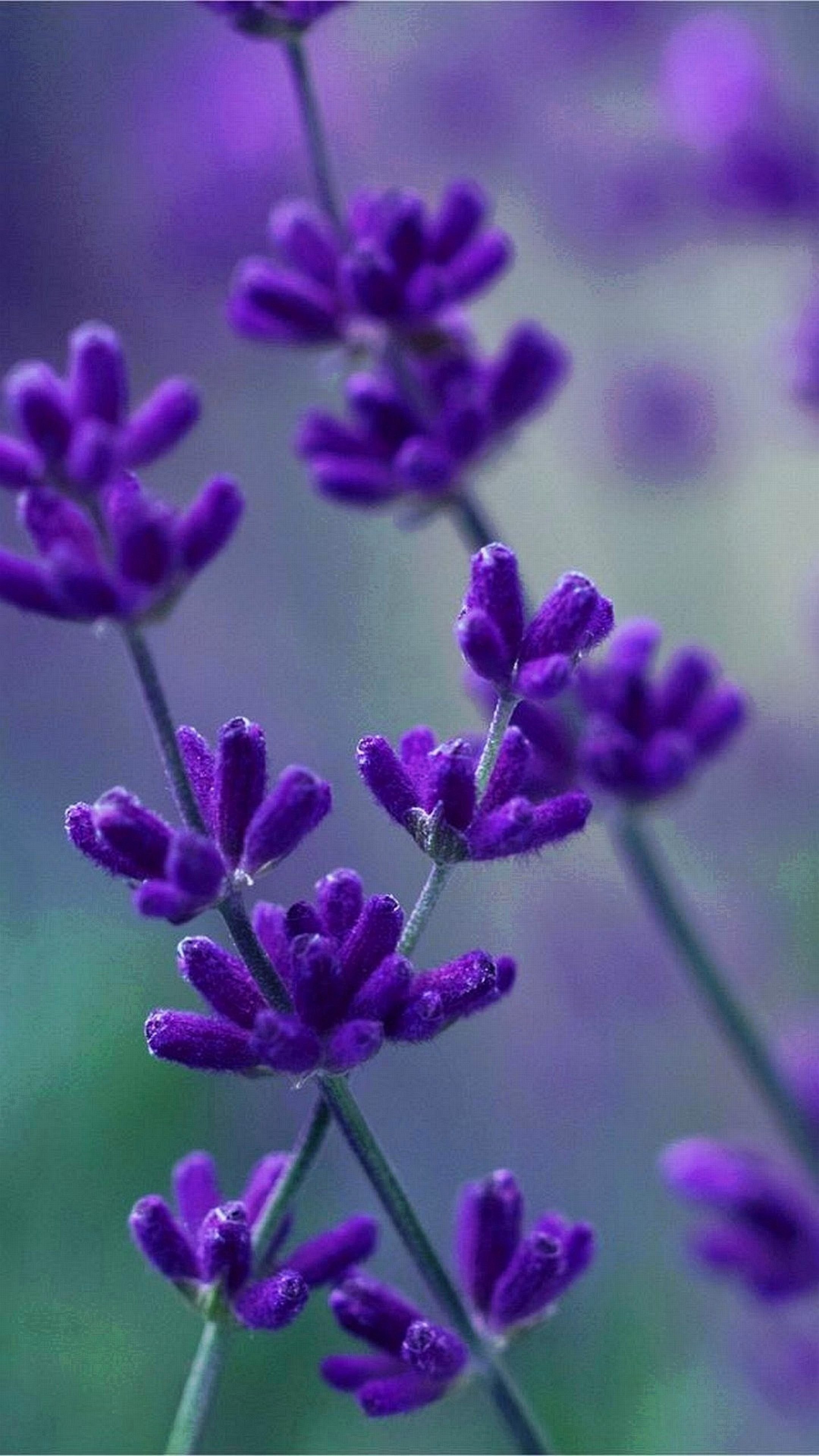 Lavanda, Fiori viola, Macro, QHD+, schermata di blocco del cellulare