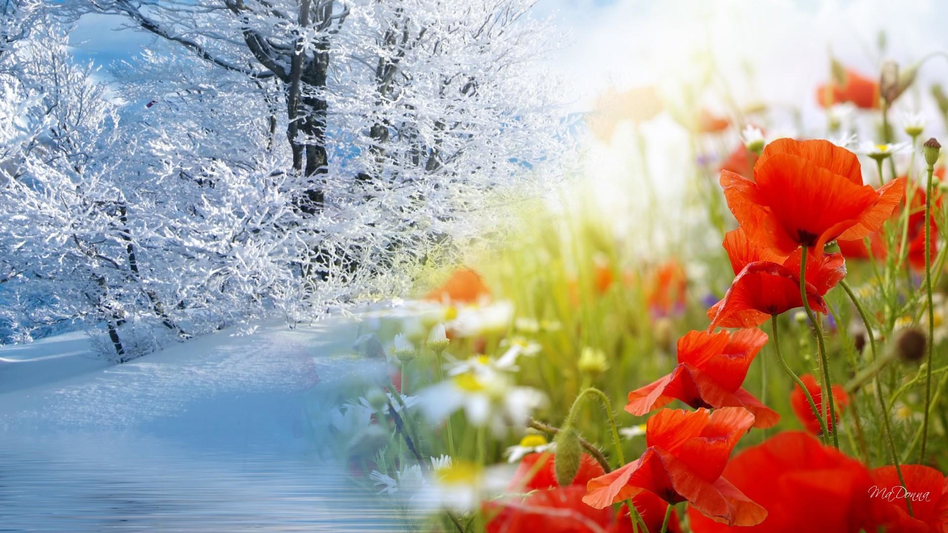 Papaveri, Neve, Inverno e primavera, Contrasto, Fotomontaggio, Full HD, wallpaper per PC