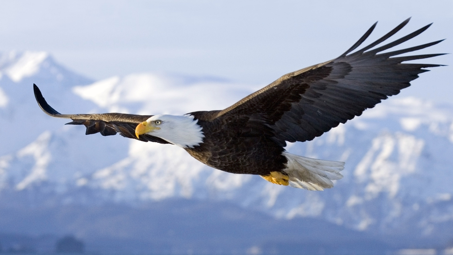 Aquila calva, In volo, Montagne innevate, 16:9 Full HD, sfondo widescreen