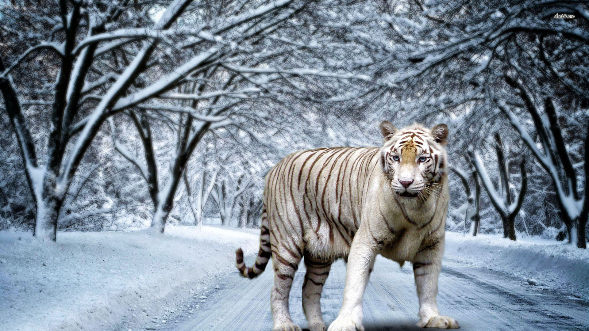 Tigre bianca, Bosco innevato, Strada, Inverno, Full HD, sfondo Windows 11