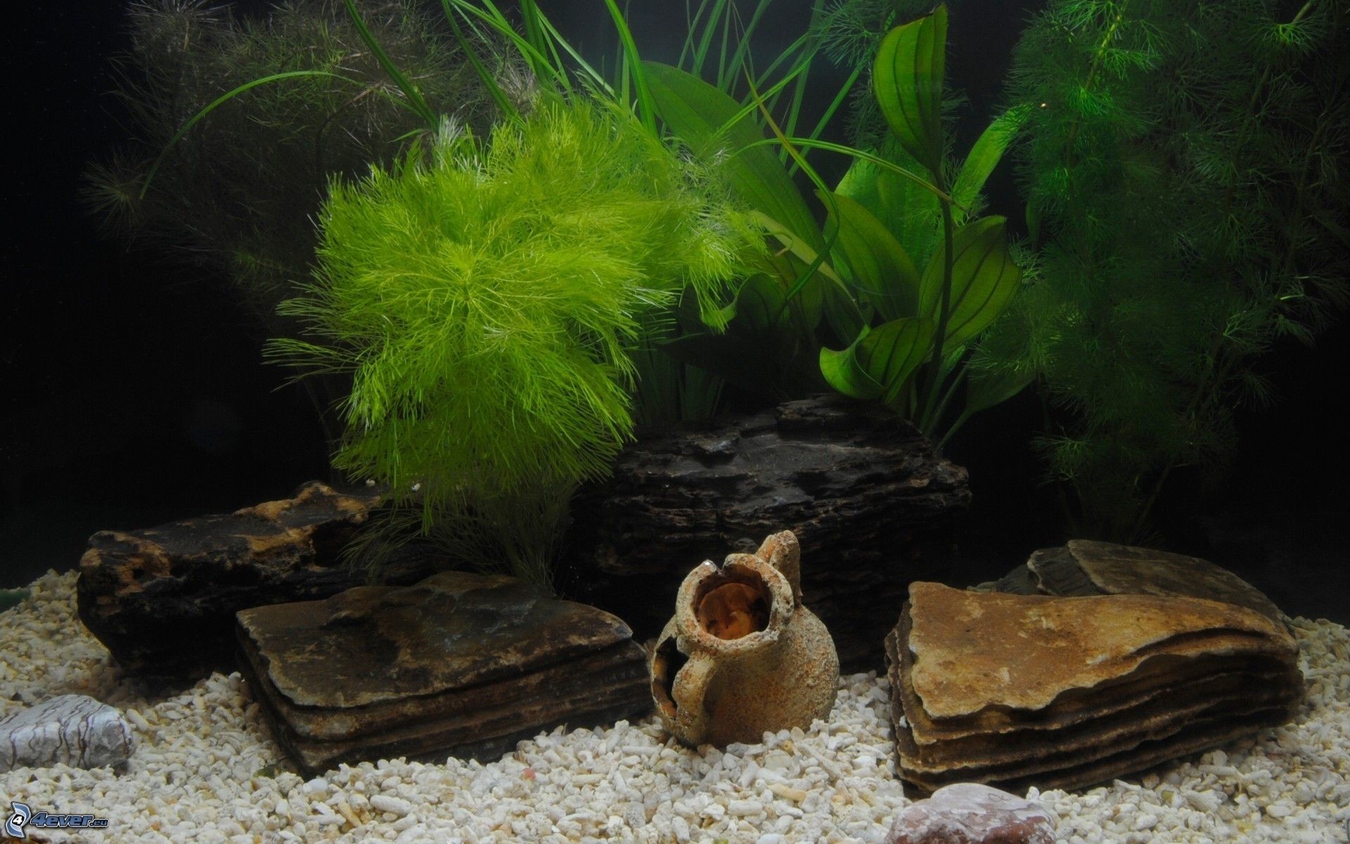 Acquario, Piante acquatiche, Rocce, Anfora, 1920x1200, sfondo MacBook Pro