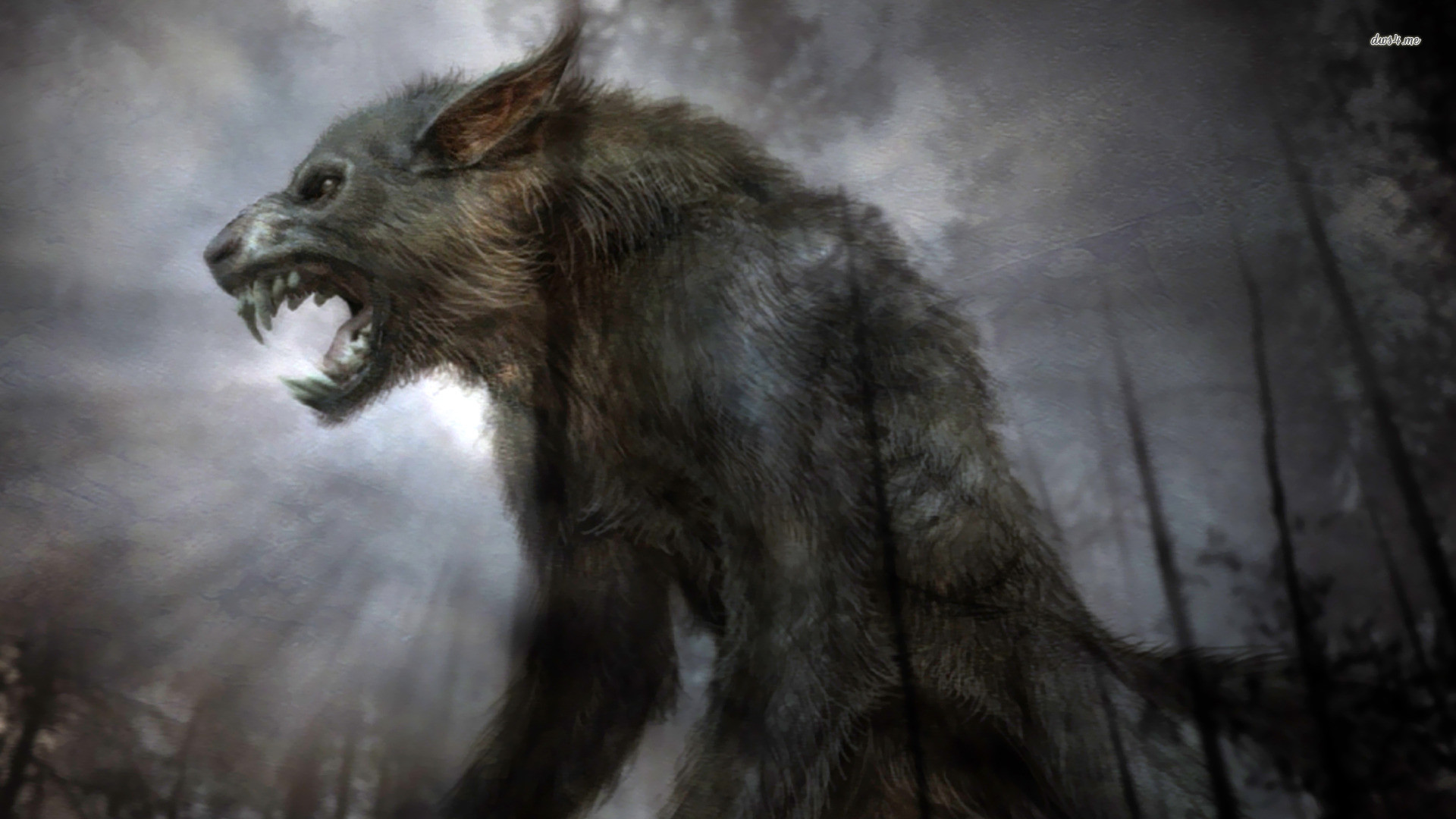 Lupo mannaro, Bosco, Ruggito, Notte, 1920x1080, wallpaper desktop