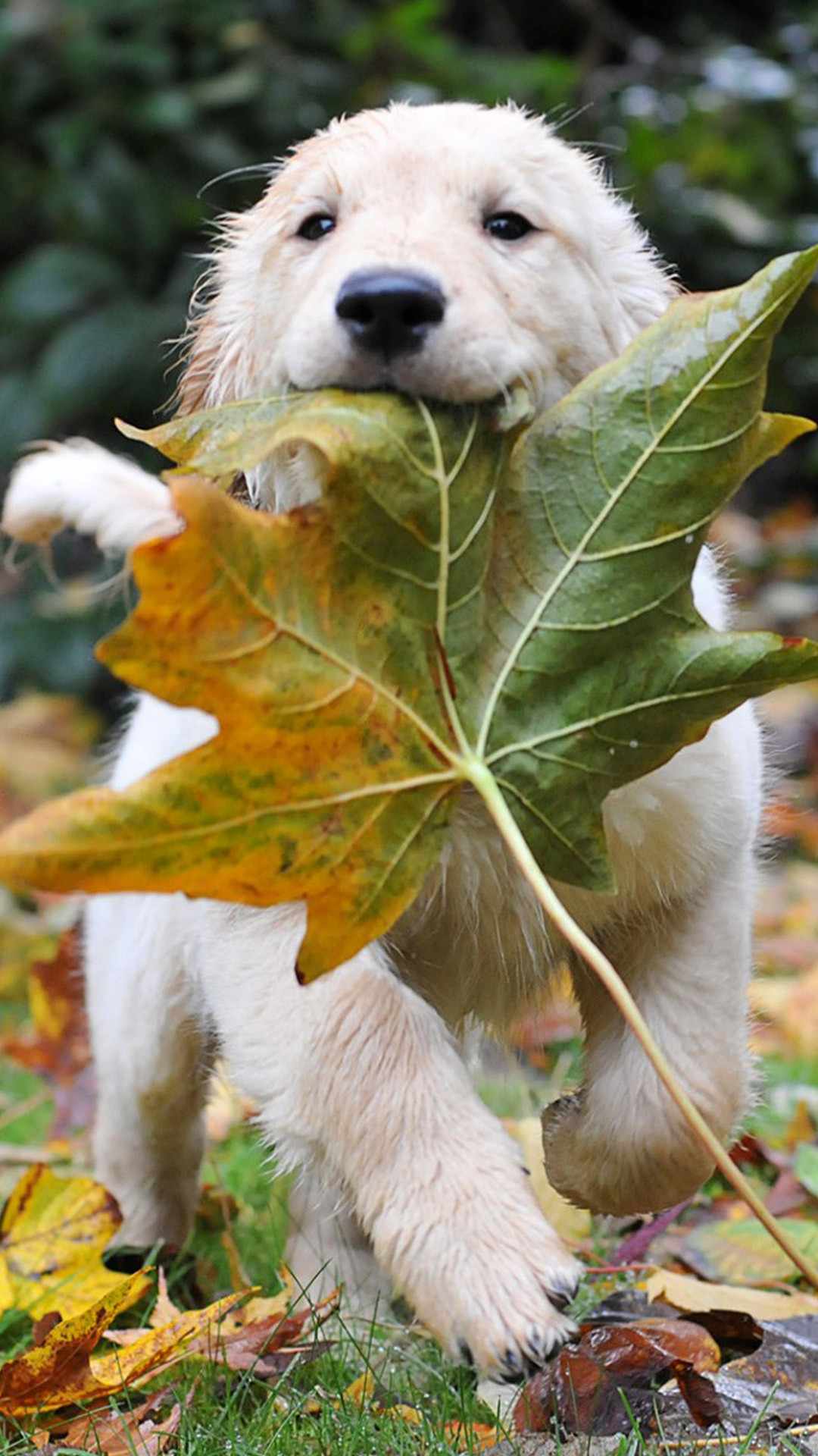Cucciolo, Golden retriever, Foglia d'acero, Autunno, Full HD, sfondo verticale per cellulare