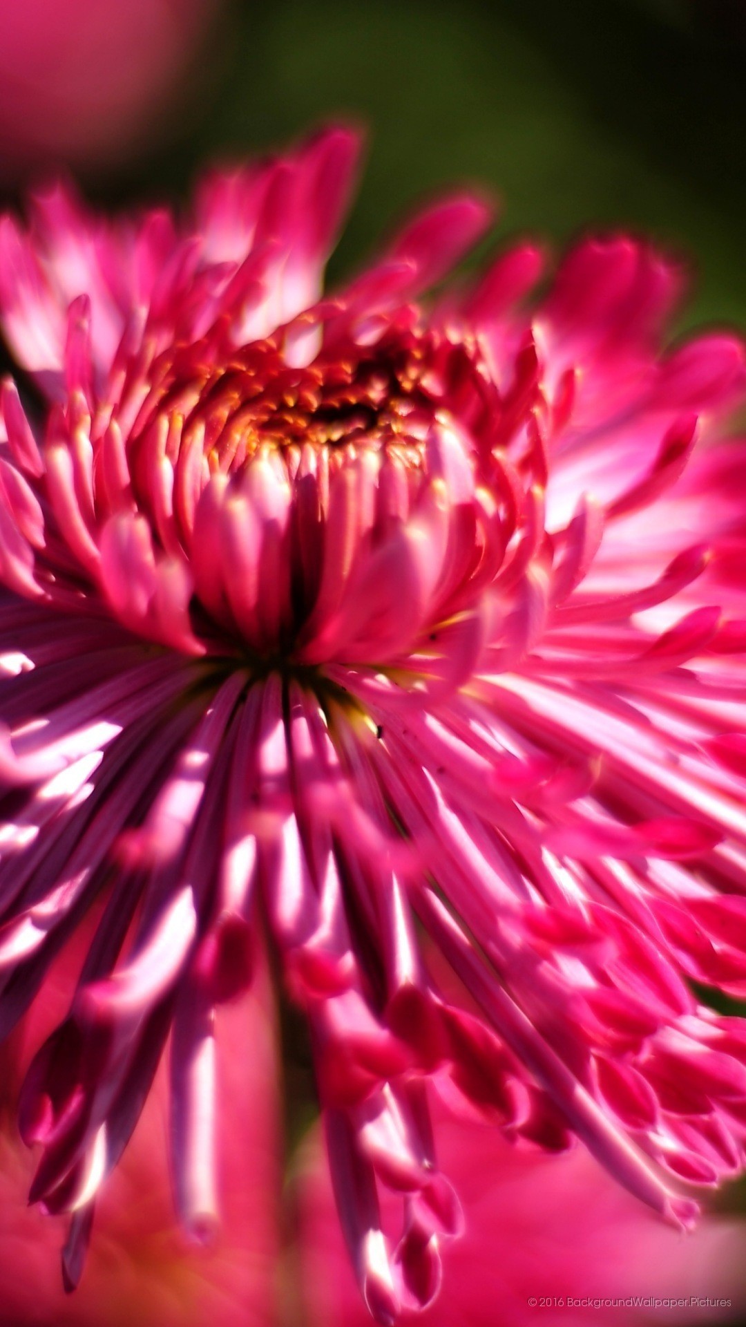 Crisantemo, Fiore fucsia, Macro, Full HD, sfondo per cellulare