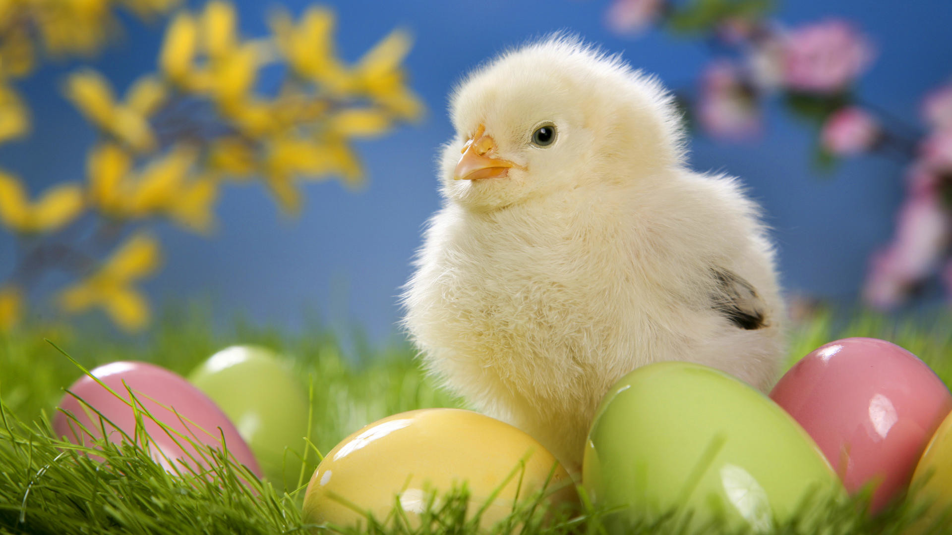 Pulcino, Uova di Pasqua, Pasqua, Forsizia, Primavera, Full HD, wallpaper desktop