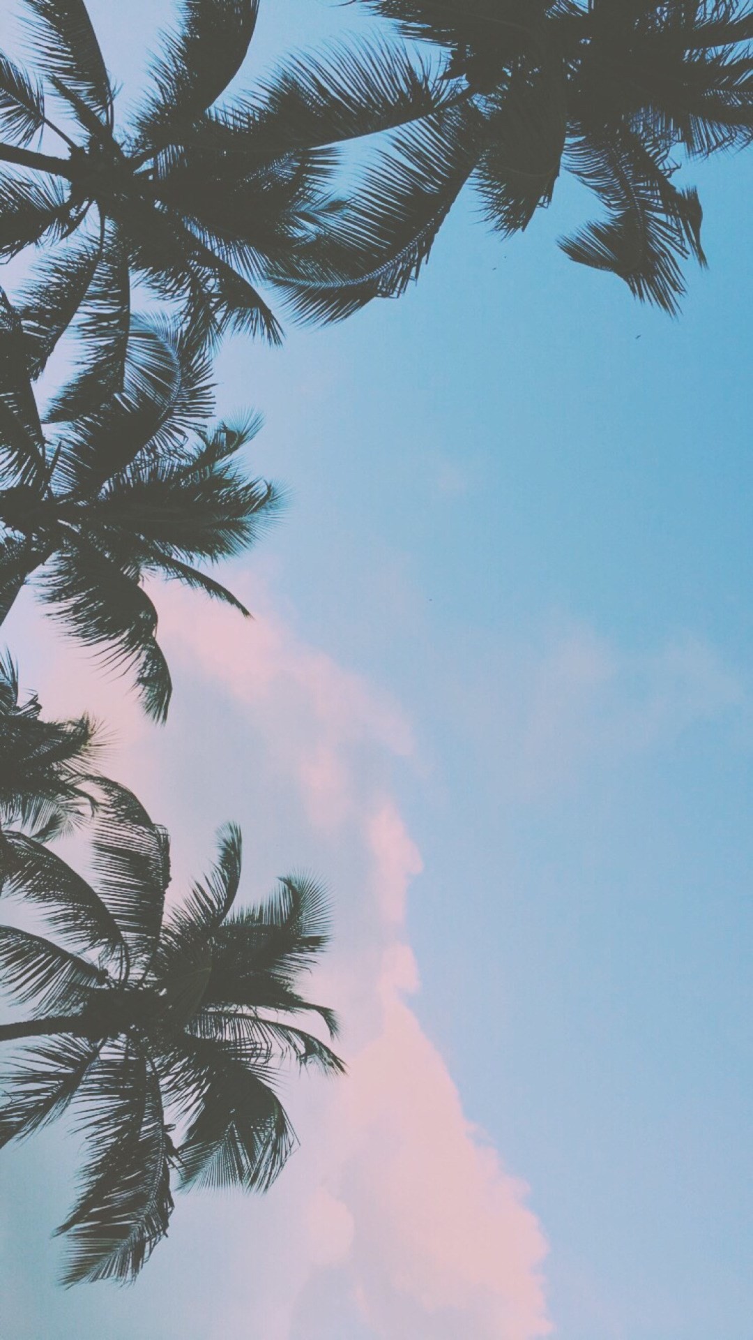 Palme, Cielo pastello, Vista dal basso, Rosa, Full HD, sfondo verticale per cellulare