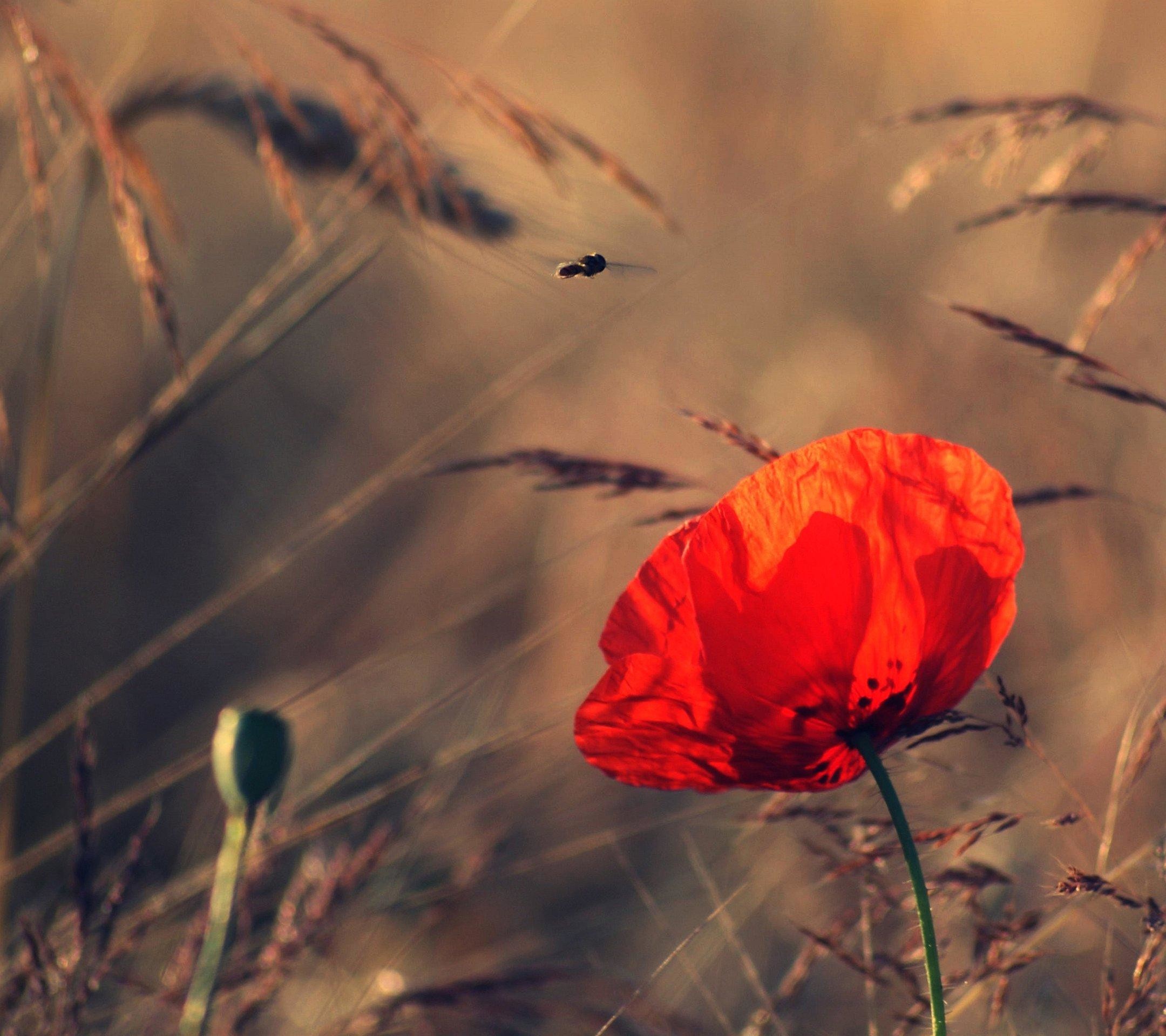 Papavero, Fiore rosso, Campo, Spighe, Full HD, sfondo Samsung S4