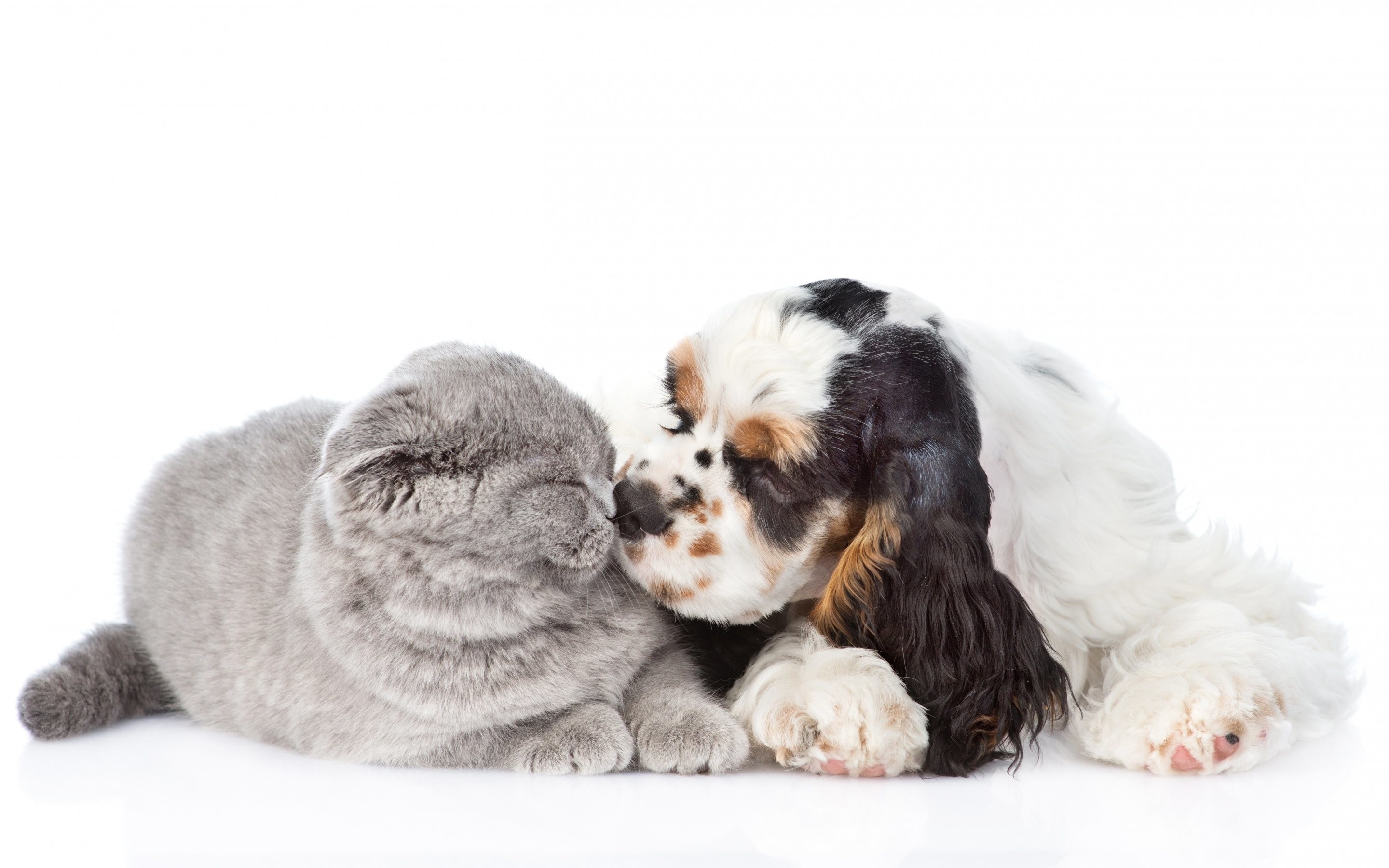 Gattino, Cucciolo di cocker spaniel, Amicizia tra animali, Sfondo bianco, wallpaper per portatile