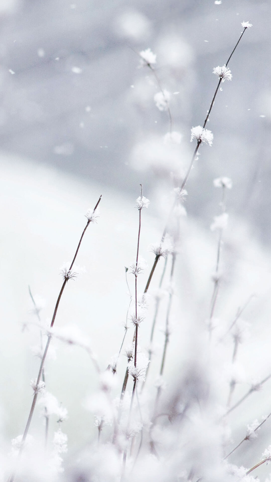 Erba ghiacciata, Brina, Neve, Bianco, Full HD, sfondo verticale per cellulare