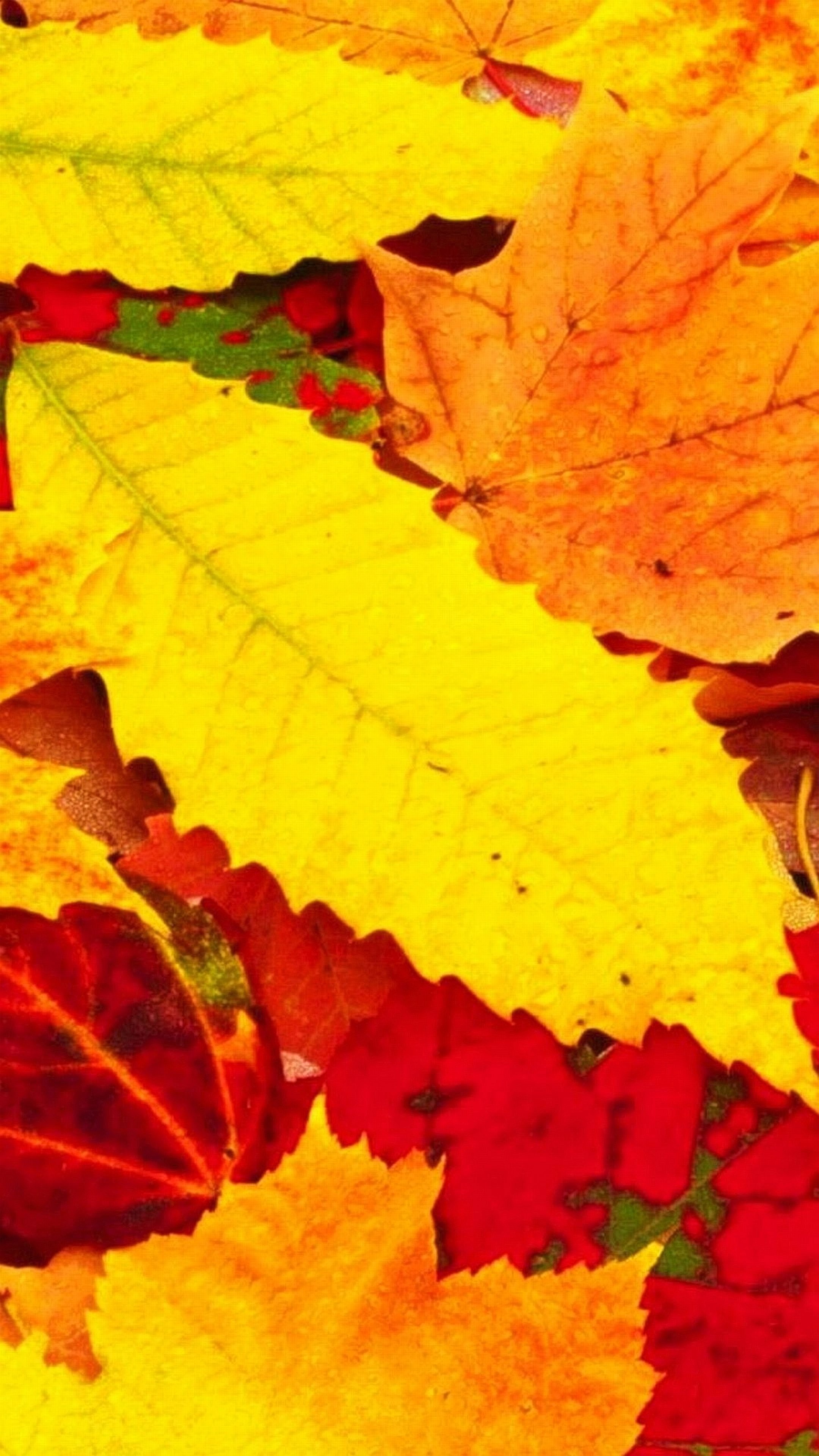 Foglie autunnali, Autunno, Giallo, Rosso, QHD+, sfondo iPhone 5S