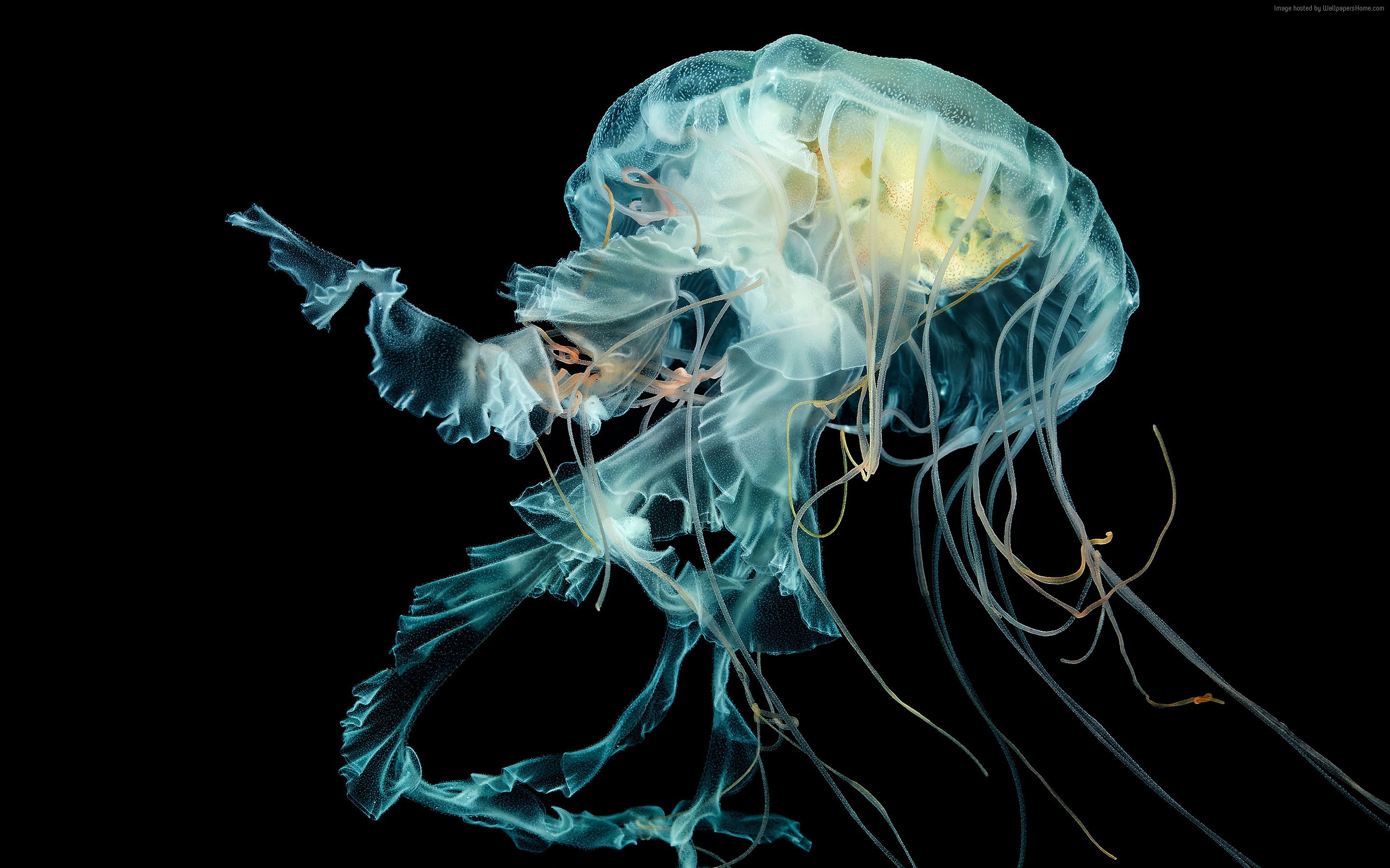 Medusa, Sott'acqua, Sfondo nero, wallpaper Android