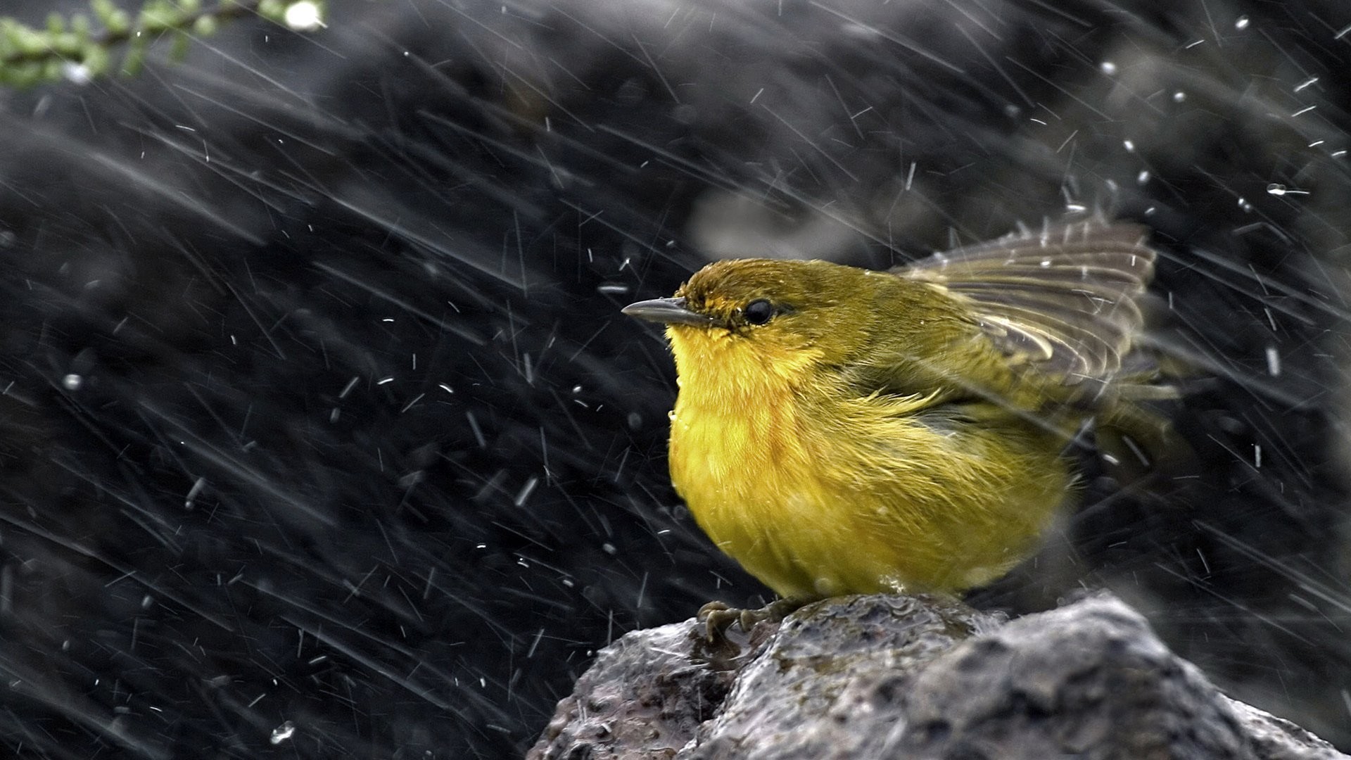 Uccellino, Pioggia, Giallo, Full HD, sfondo per portatile