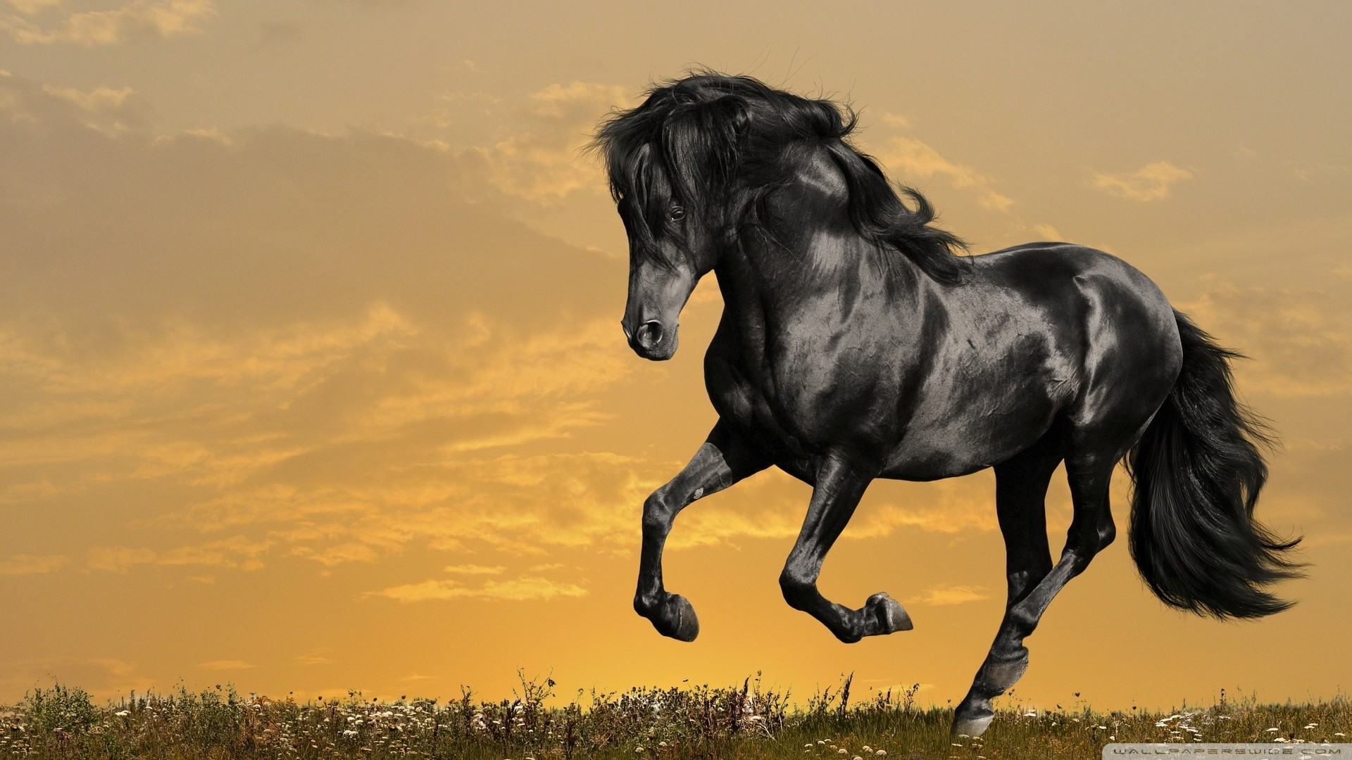 Cavallo frisone, Galoppo, Cavallo nero, Tramonto, Full HD, wallpaper per PC