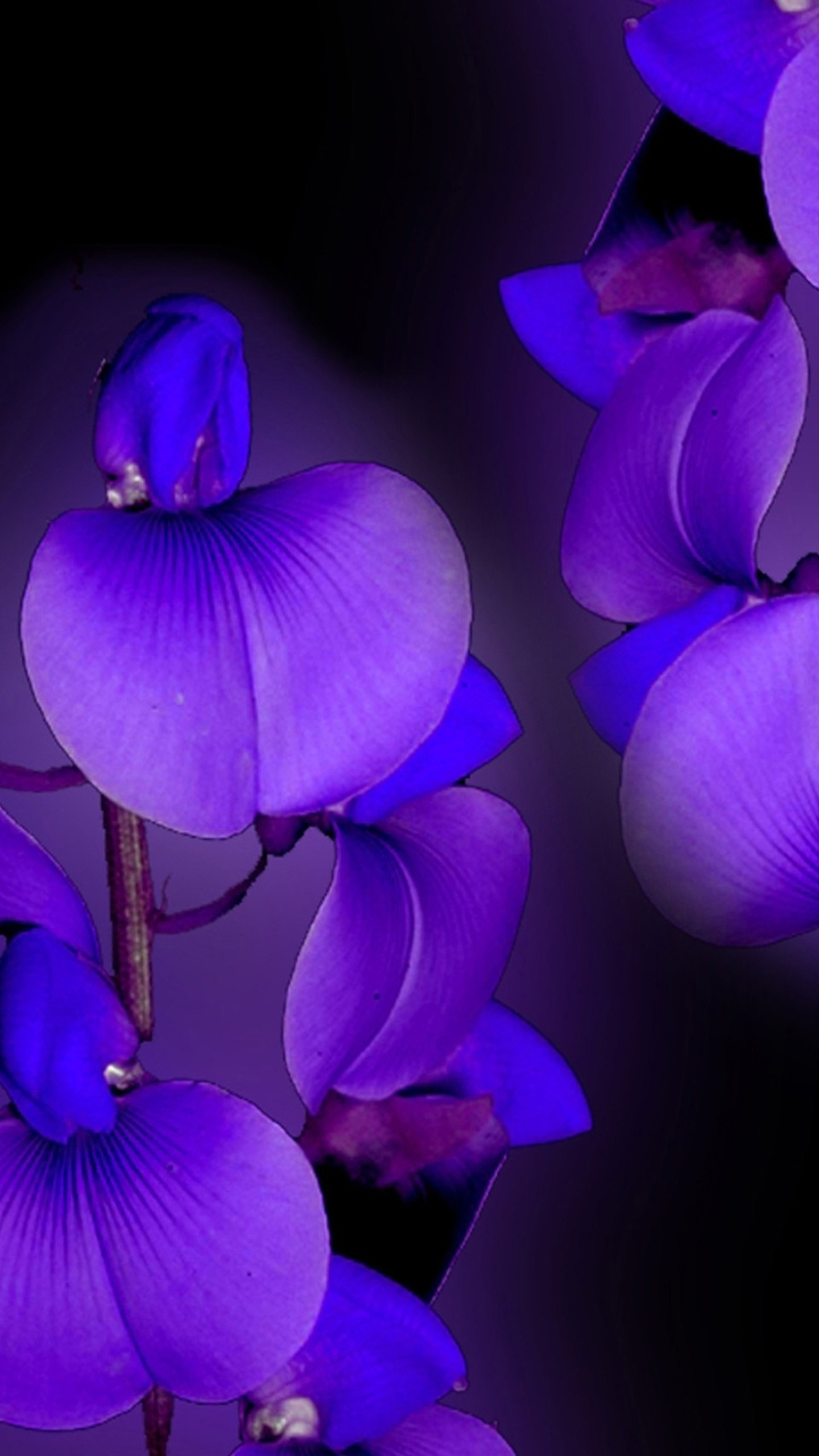 Orchidee, Fiori viola, Sfondo nero, QHD+, schermata di blocco Galaxy S7