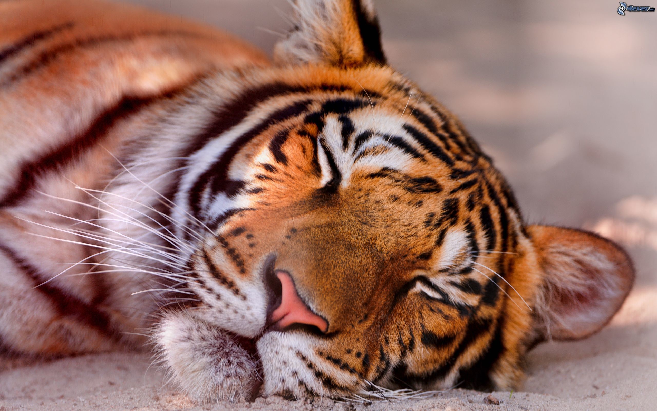 Tigre, Riposo, Primo piano, 2K, sfondo per PC e portatile