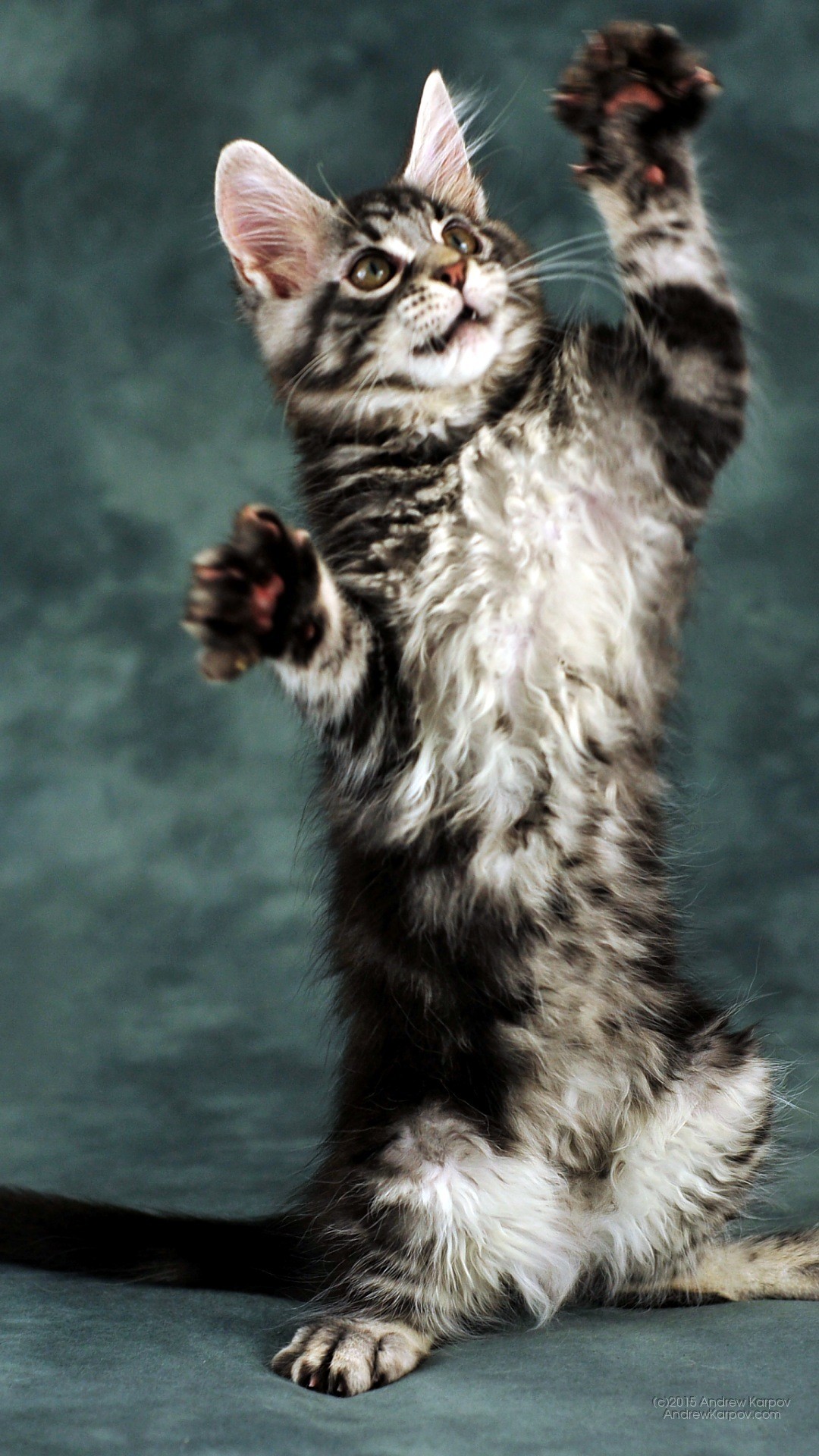 Gattino, Maine Coon, Zampe alzate, sfondo Android