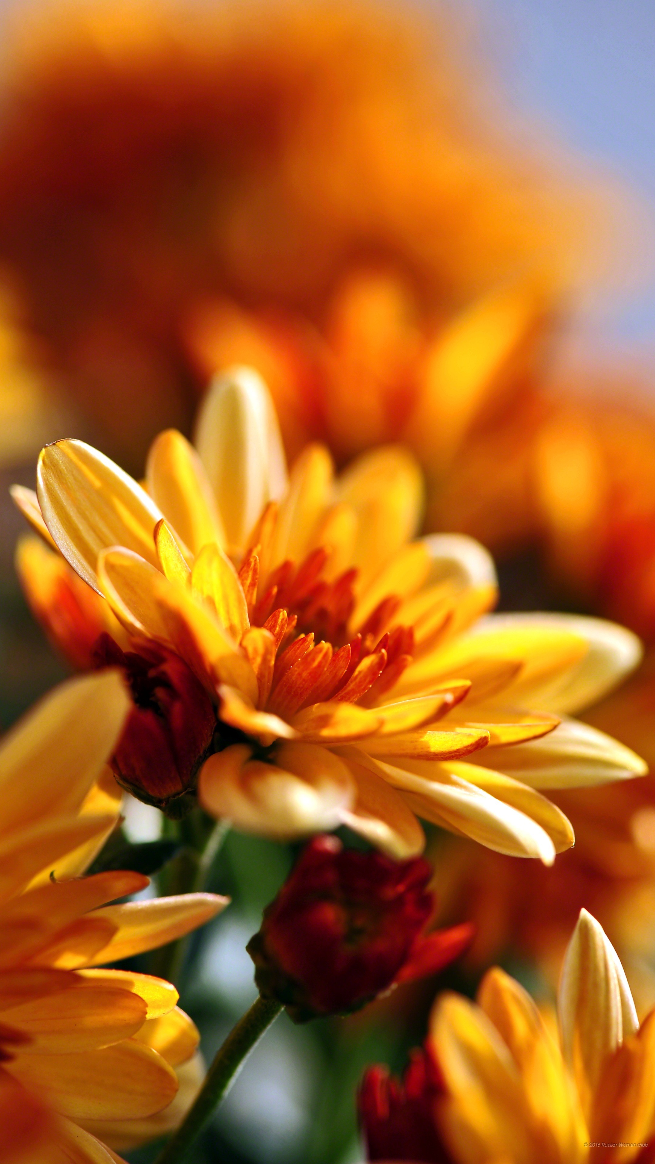 Crisantemi, Fiori gialli, Macro, QHD+, sfondo per smartphone