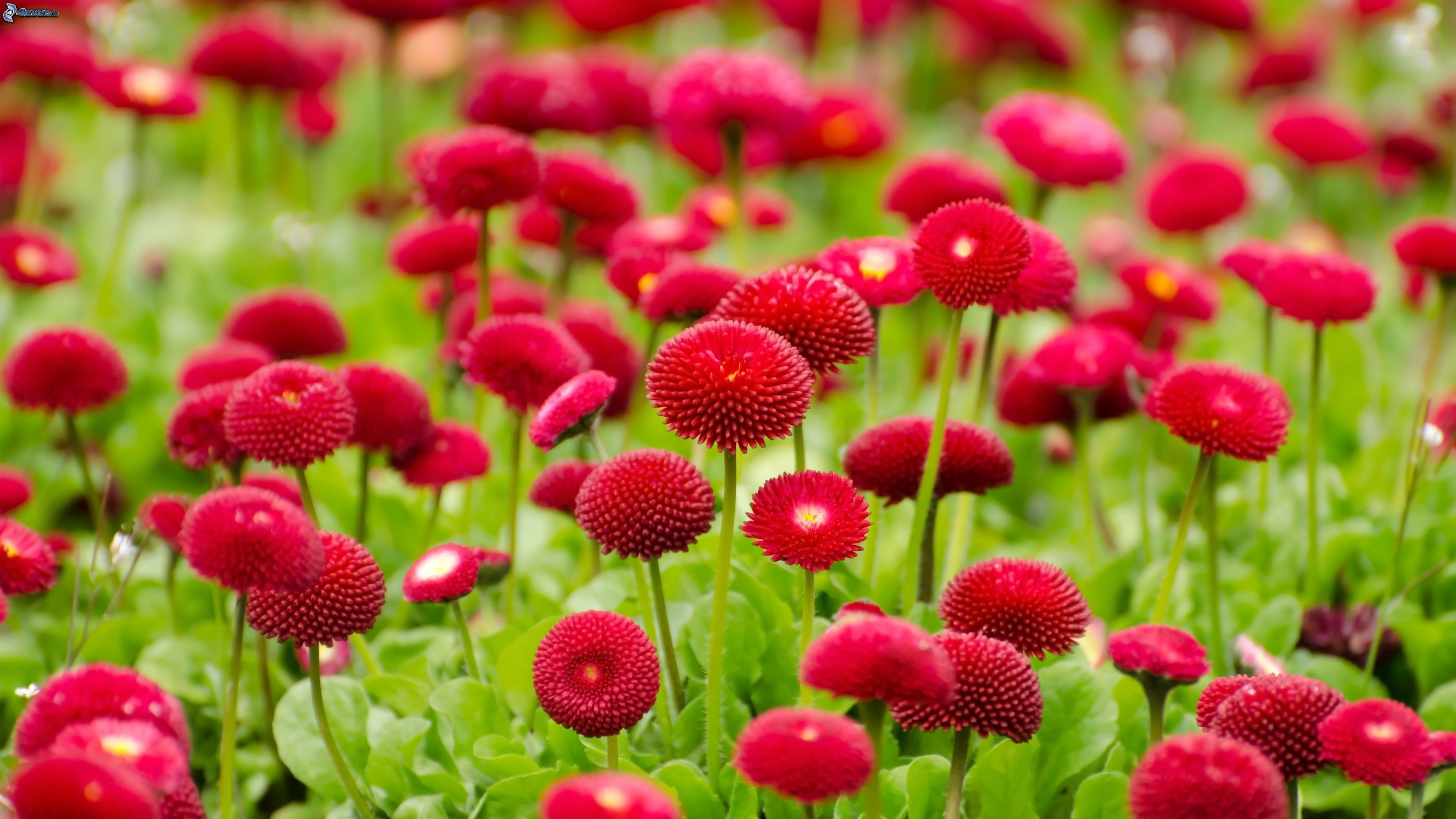 Margherite rosse, Bellis, Prato fiorito, Fiori rossi, 16:9 4K, wallpaper widescreen