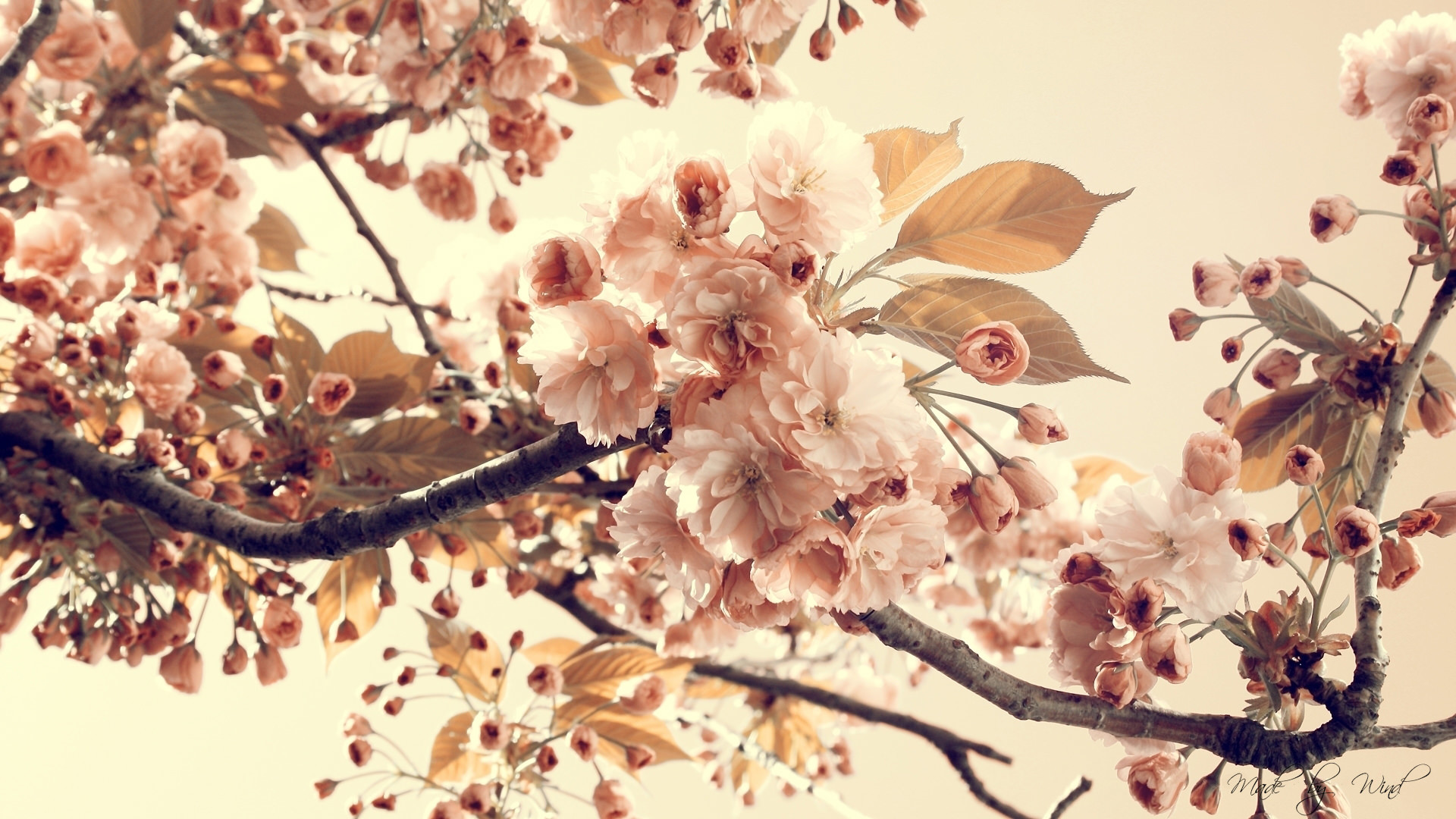 Fiori di ciliegio, Rami, Primavera, Toni pastello, 1920x1080, sfondo per PC