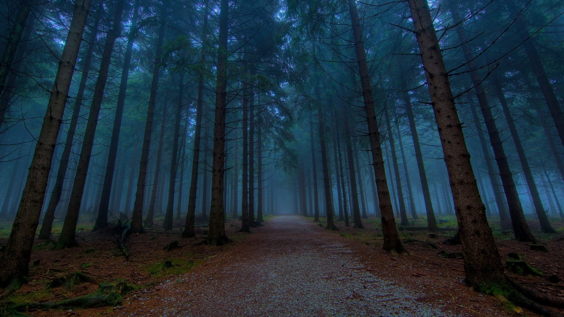 Sentiero nel bosco, Foresta di pini, Toni blu, 1920x1080, immagine di sfondo