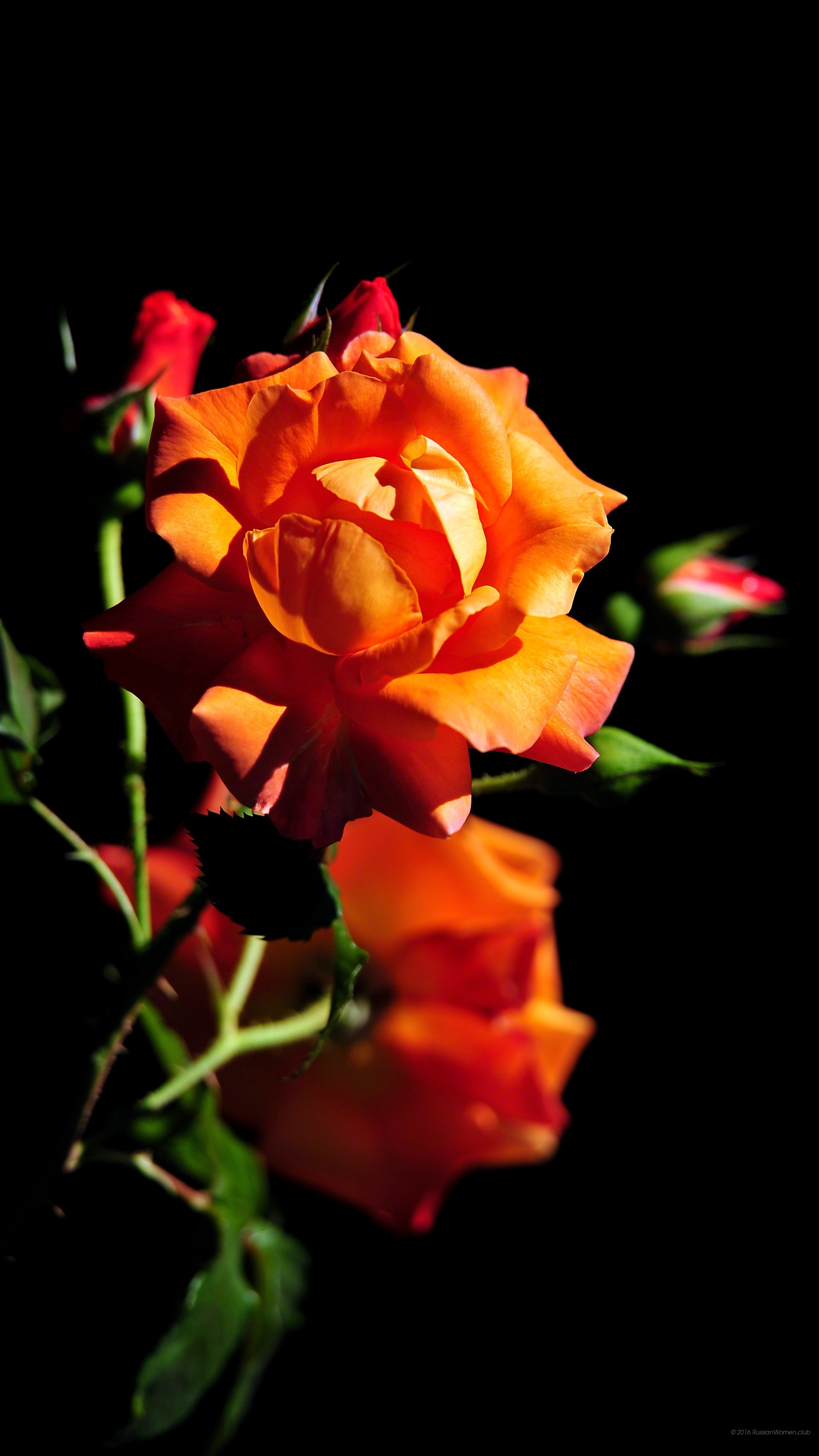 Rose arancioni, Sfondo nero, Fiori, wallpaper per iPhone e Android