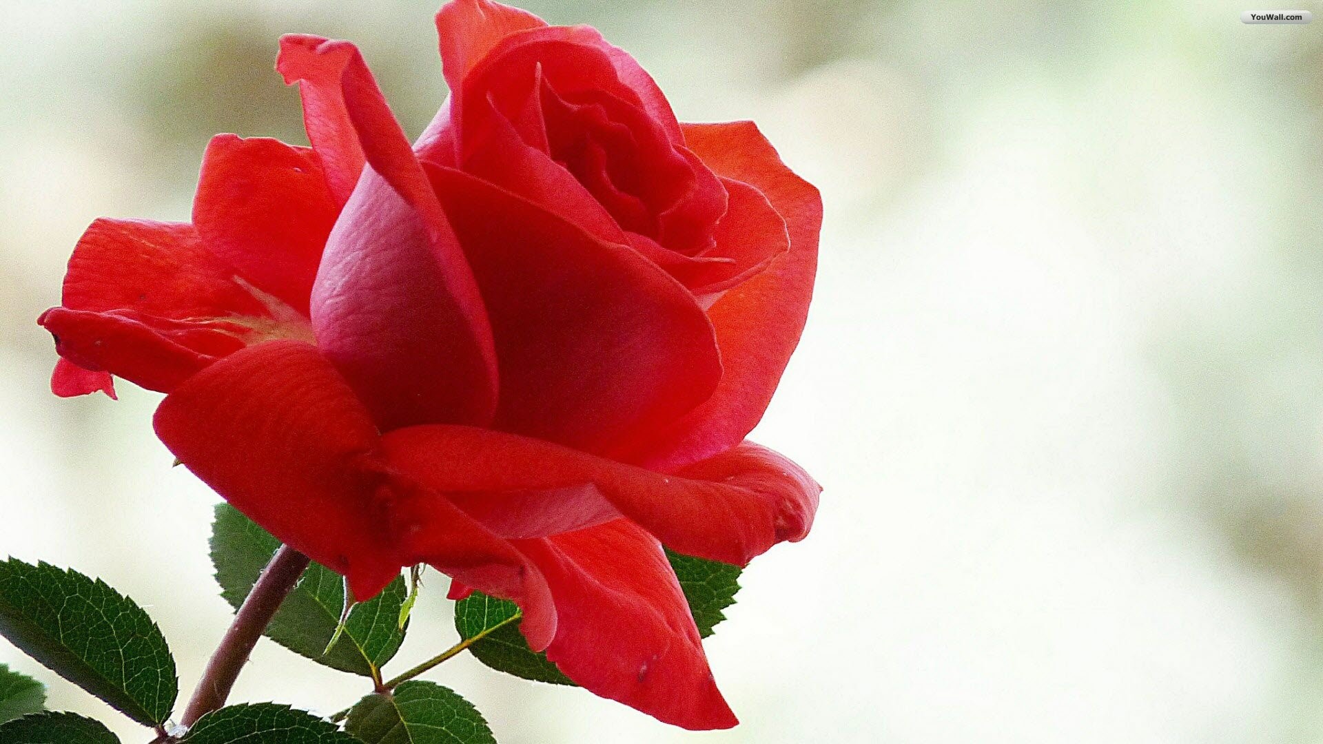 Rosa rossa, Fiore, Sfondo chiaro, Macro, 16:9 Full HD, wallpaper widescreen