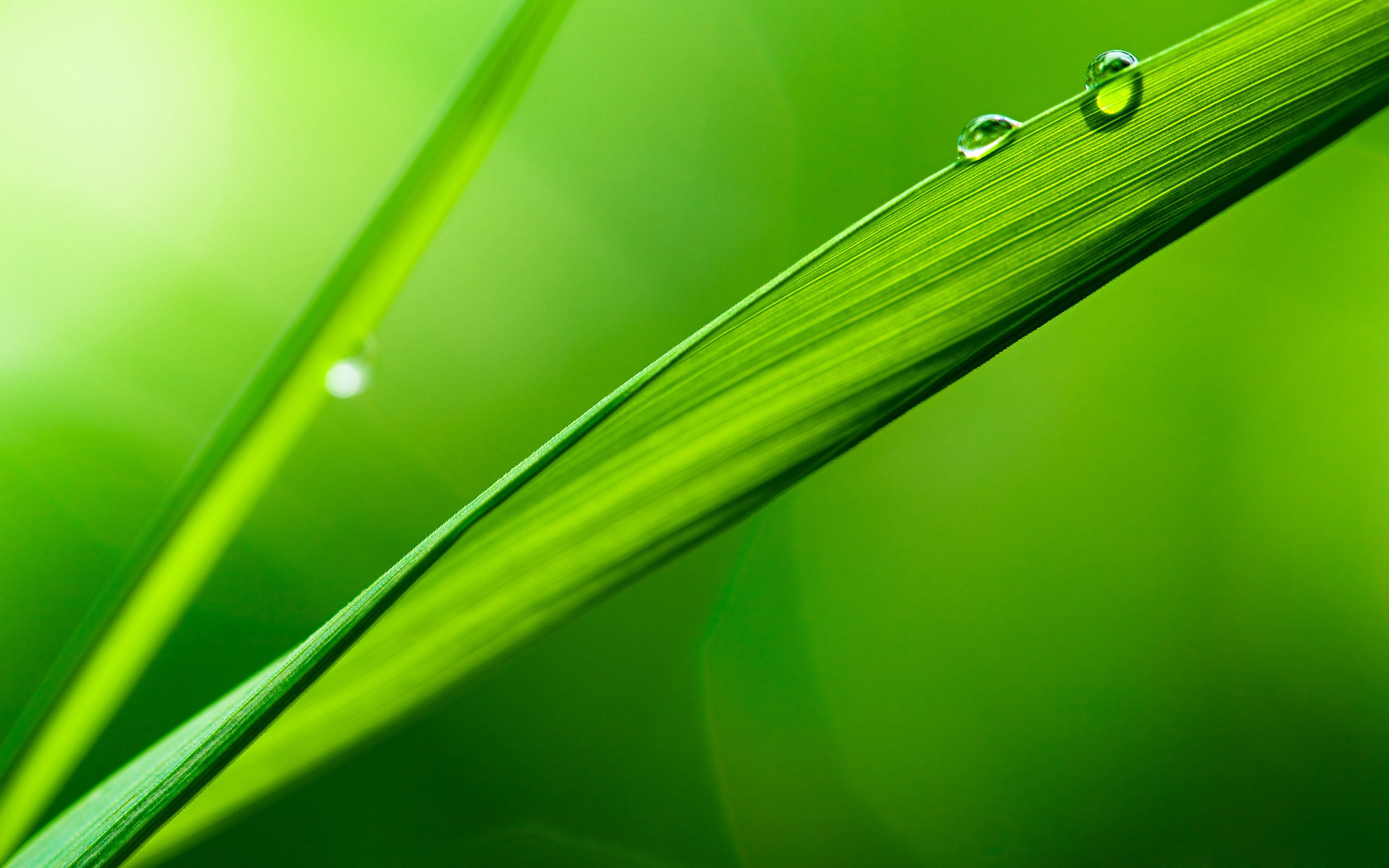 Filo d'erba, Gocce d'acqua, Macro, Verde, 2K, sfondo per portatile