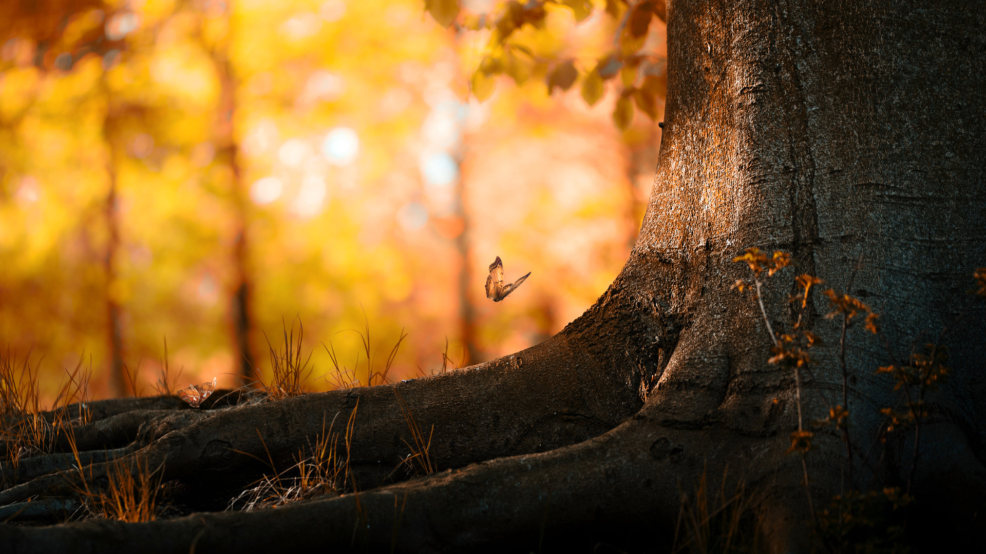 Albero, Radici, Farfalla, Bokeh, 1920x1080, sfondo per PC