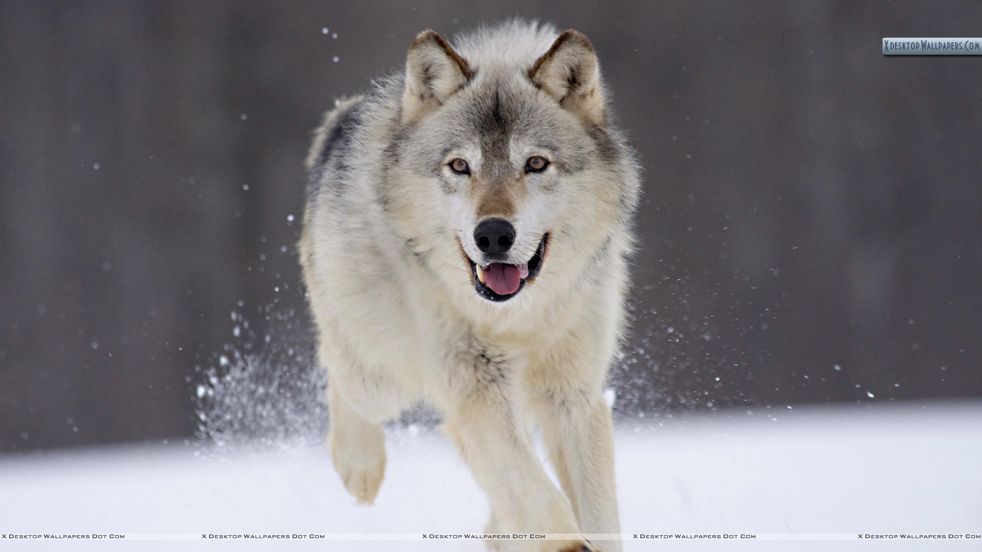 Lupo, Corsa, Neve, Inverno, Full HD, sfondo desktop