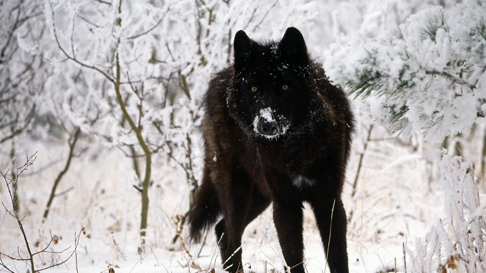 Lupo nero, Neve, Bosco, 16:9 Full HD, sfondo widescreen