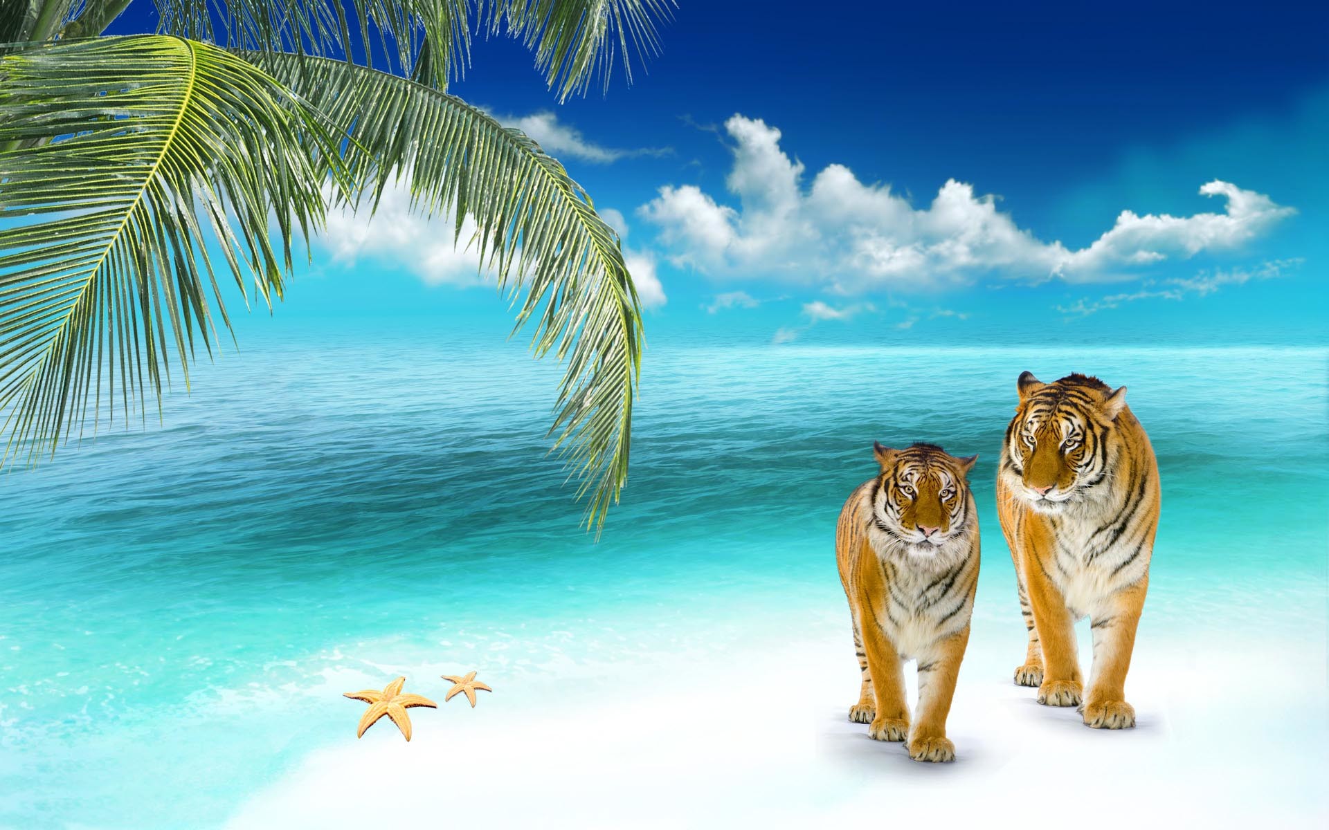 Tigri, Spiaggia tropicale, Stelle marine, Fotomontaggio, 16:10 Full HD, sfondo widescreen
