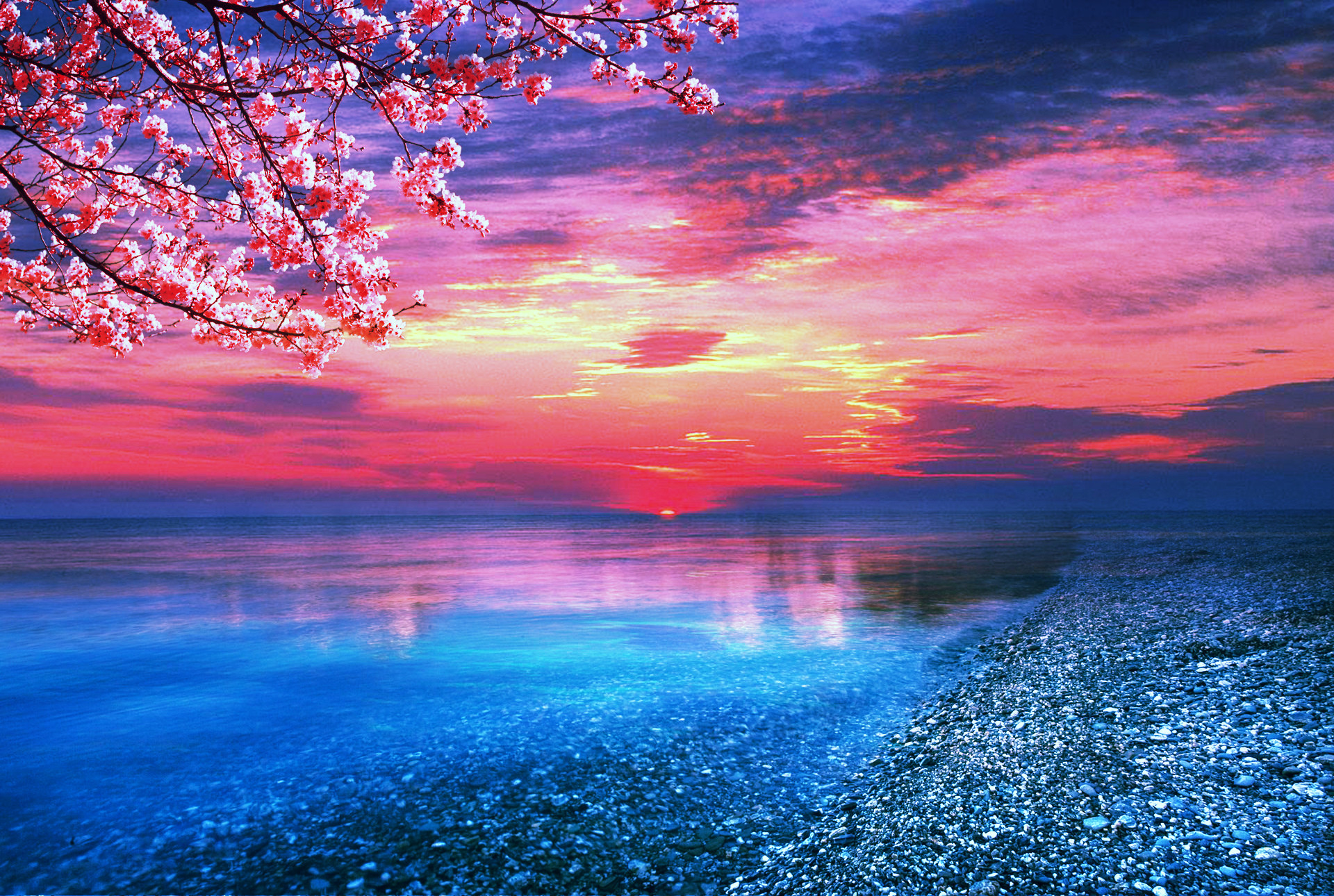 Mare, Ciliegio in fiore, Tramonto, Spiaggia di ciottoli, Full HD, wallpaper per portatile